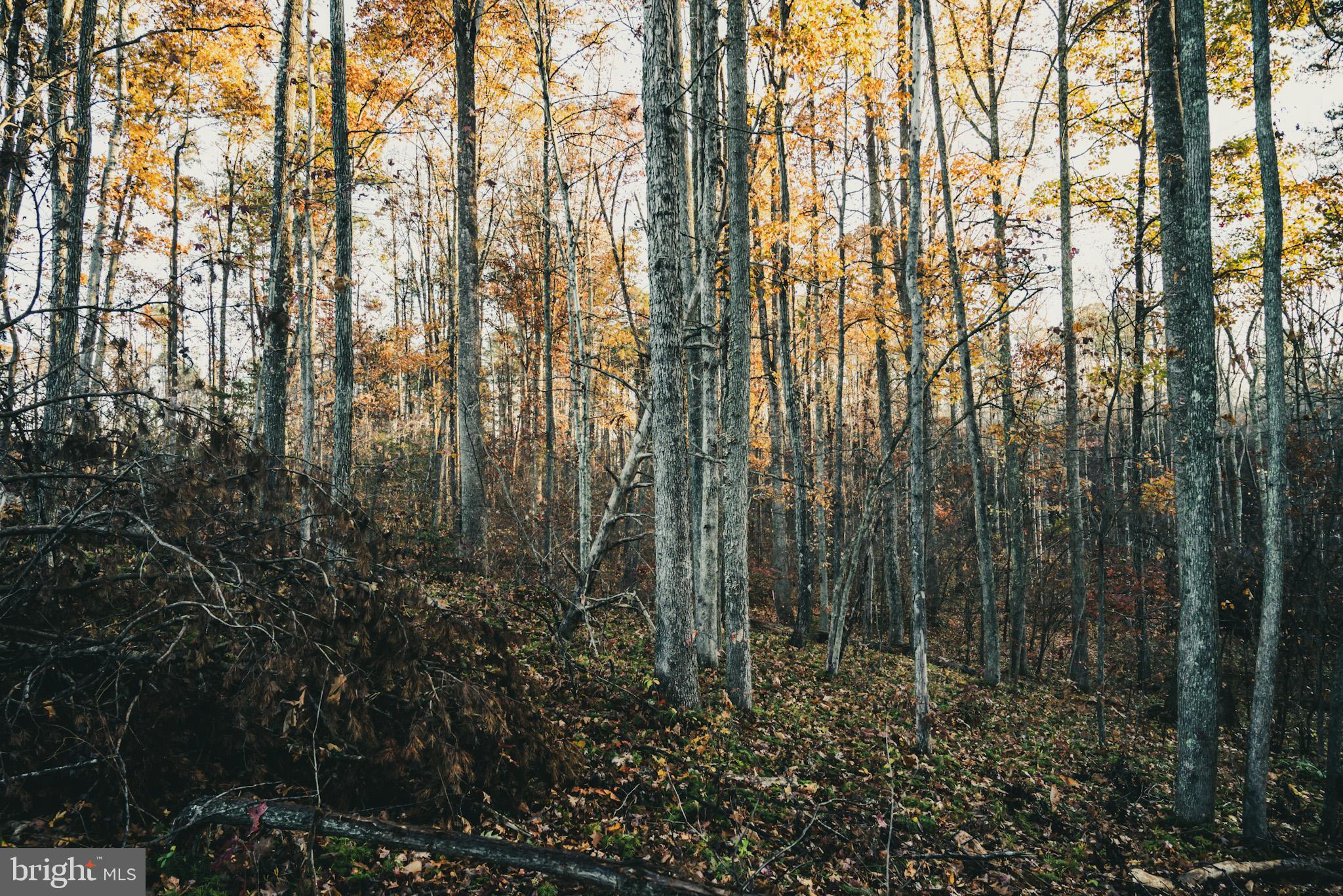 12600 West Catharpin Road Spotsylvania, VA 22551 - Photo 22 of 47 a view of forest