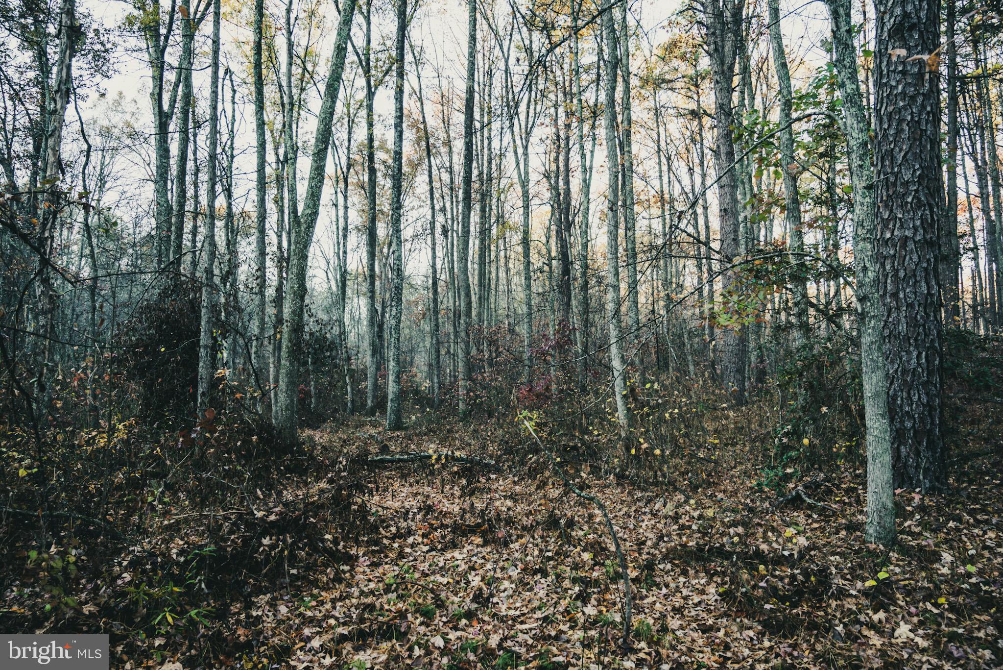 12600 West Catharpin Road Spotsylvania, VA 22551 - Photo 24 of 47 a view of backyard with green space