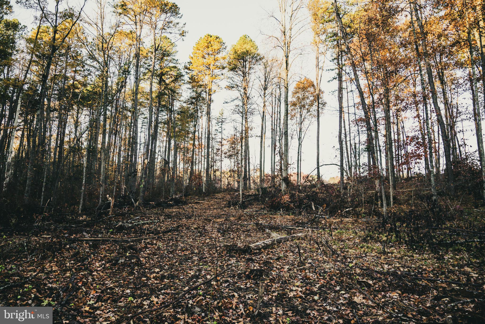 12600 West Catharpin Road Spotsylvania, VA 22551 - Photo 25 of 47 a view of outdoor space with lots of trees
