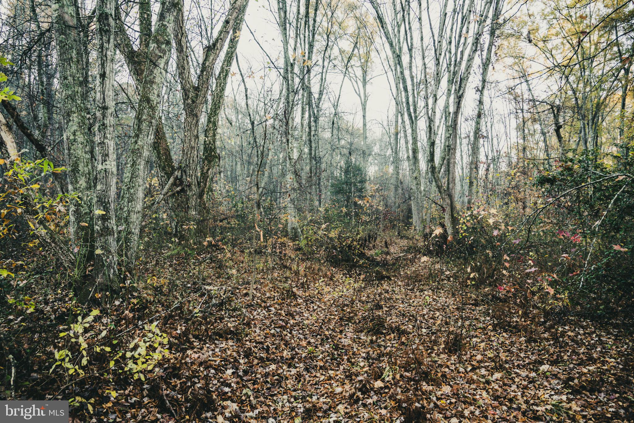 12600 West Catharpin Road Spotsylvania, VA 22551 - Photo 26 of 47 a view of a forest with lots of trees
