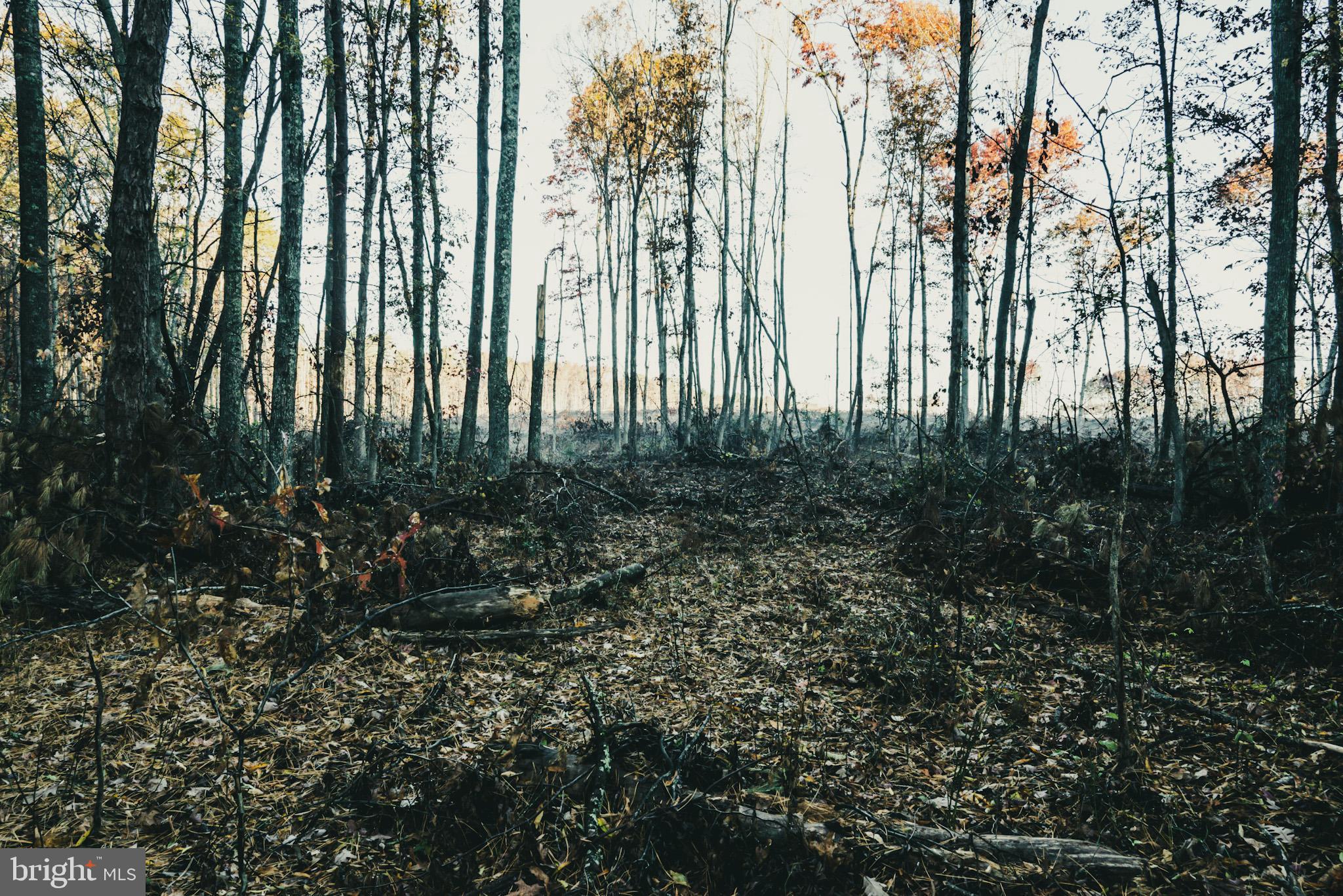 12600 West Catharpin Road Spotsylvania, VA 22551 - Photo 27 of 47 a view of outdoor space with garden