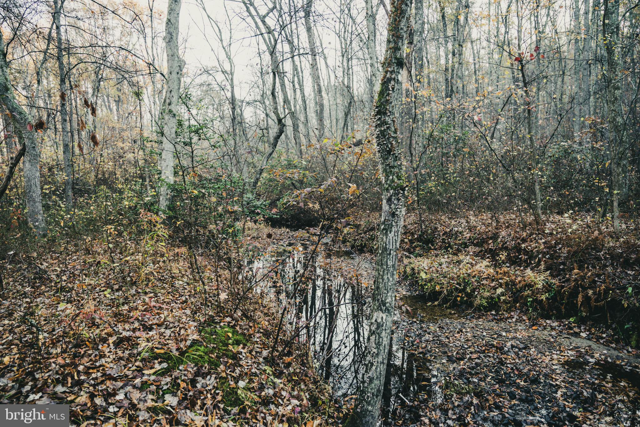 12600 West Catharpin Road Spotsylvania, VA 22551 - Photo 29 of 47 a view of a forest with lots of trees