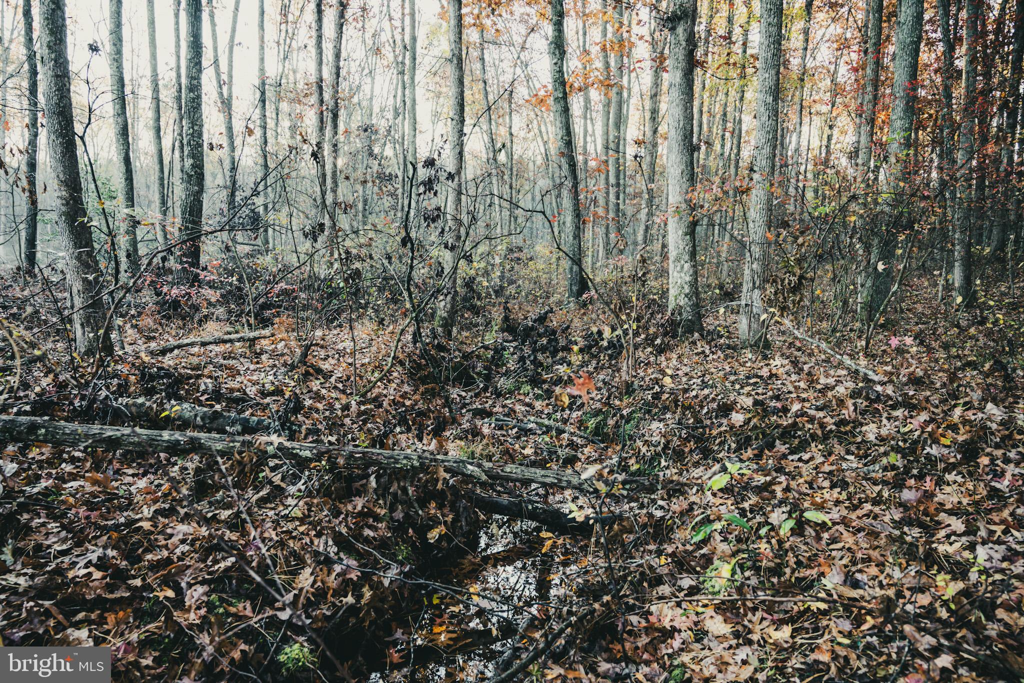 12600 West Catharpin Road Spotsylvania, VA 22551 - Photo 34 of 47 a view of lots of trees