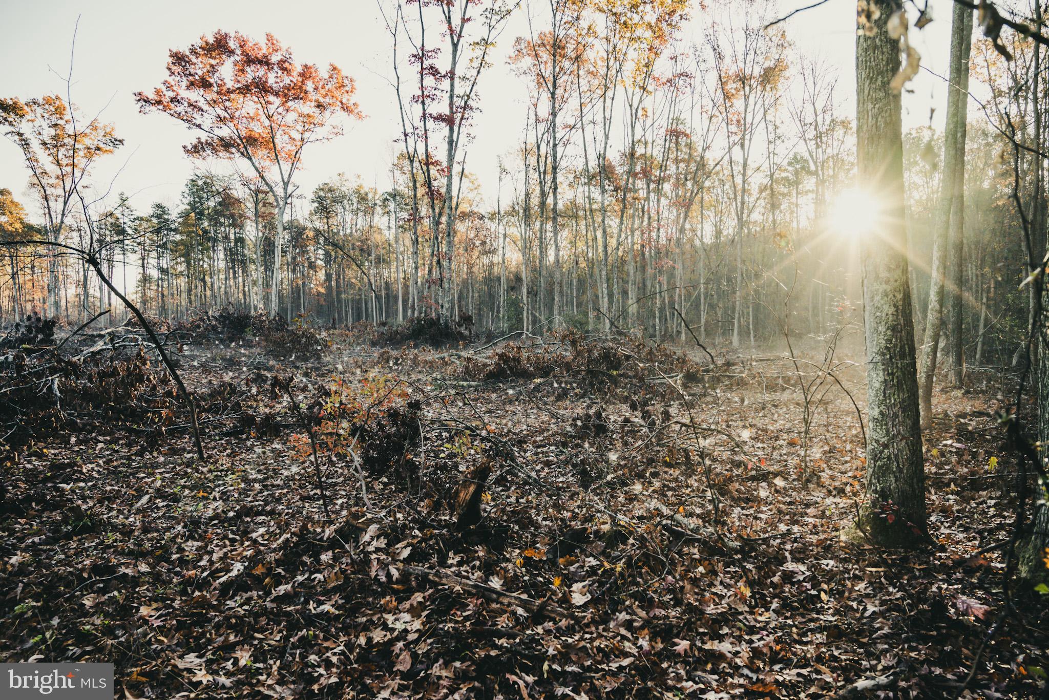 12600 West Catharpin Road Spotsylvania, VA 22551 - Photo 35 of 47 a view of a yard with a tree