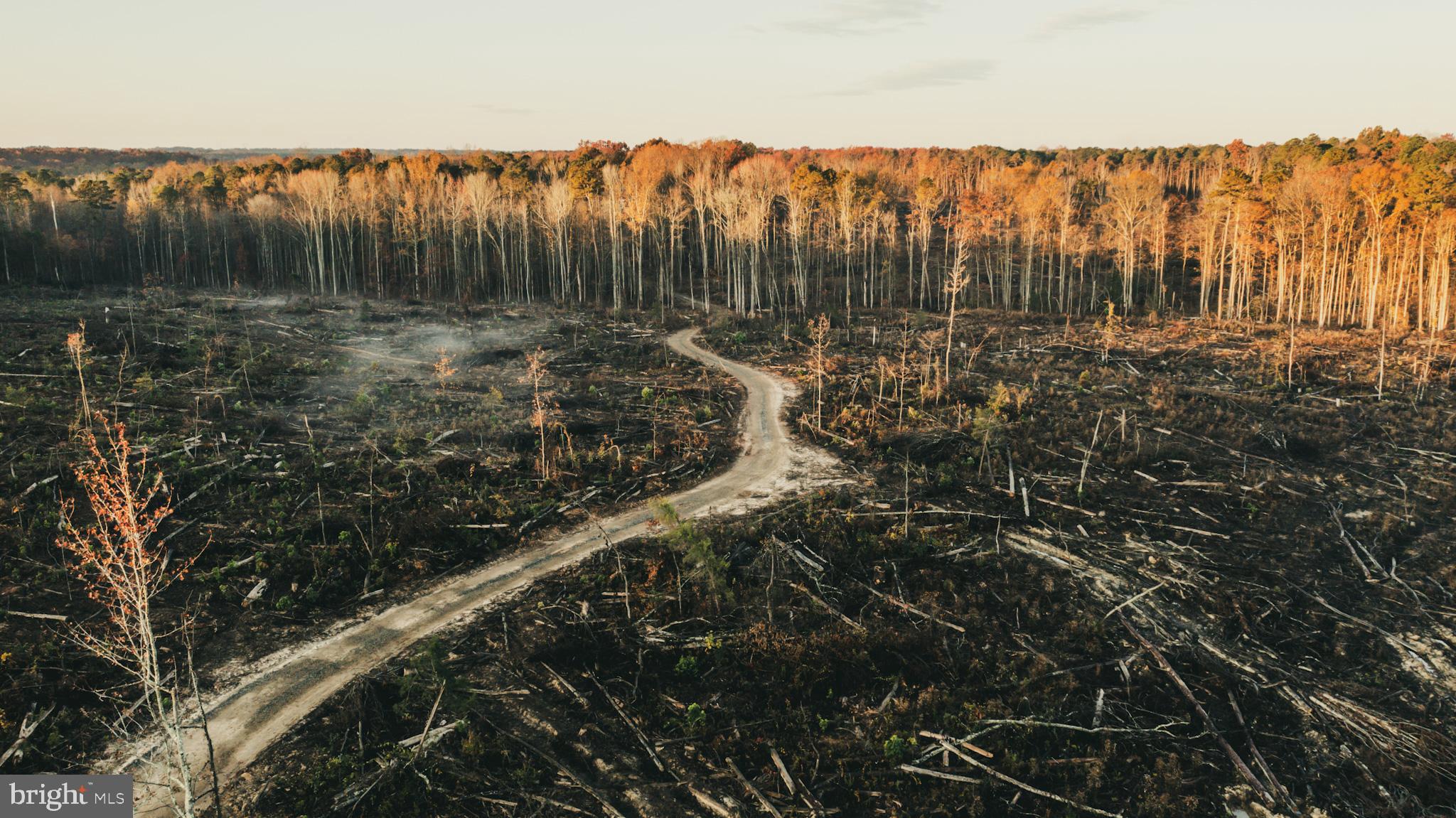 12600 West Catharpin Road Spotsylvania, VA 22551 - Photo 6 of 47 a view of forest