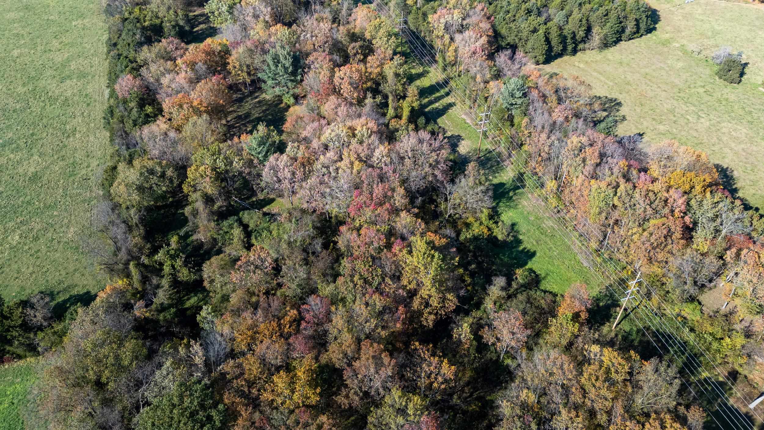 0 Dry Run Road Luray, VA 22835 - Photo 27 of 73 a view of a tree in a forest