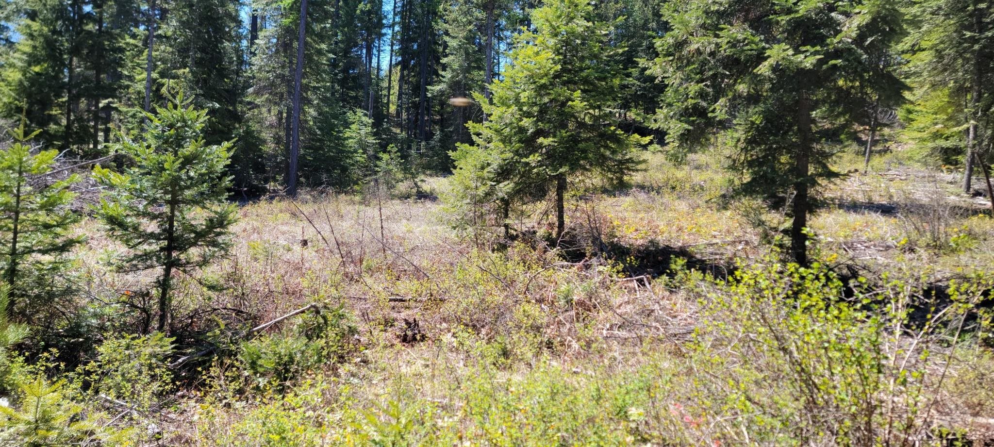 4141 X Rose Hill Road Springdale, WA 99173 - Photo 5 of 7