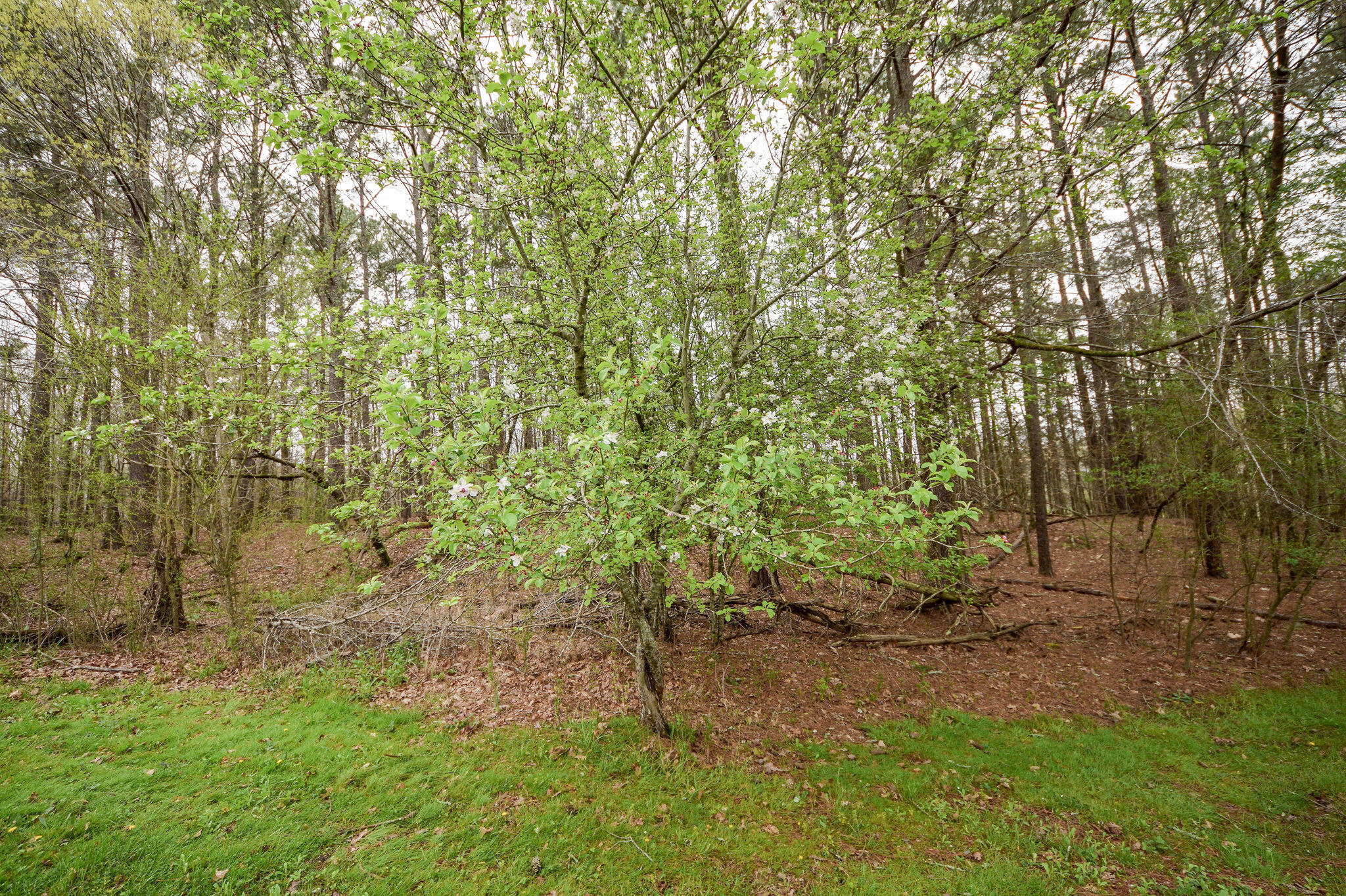 274 Candies Creek Road Southwest Cleveland, TN 37311 - Photo 12 of 52 DSC_7206
