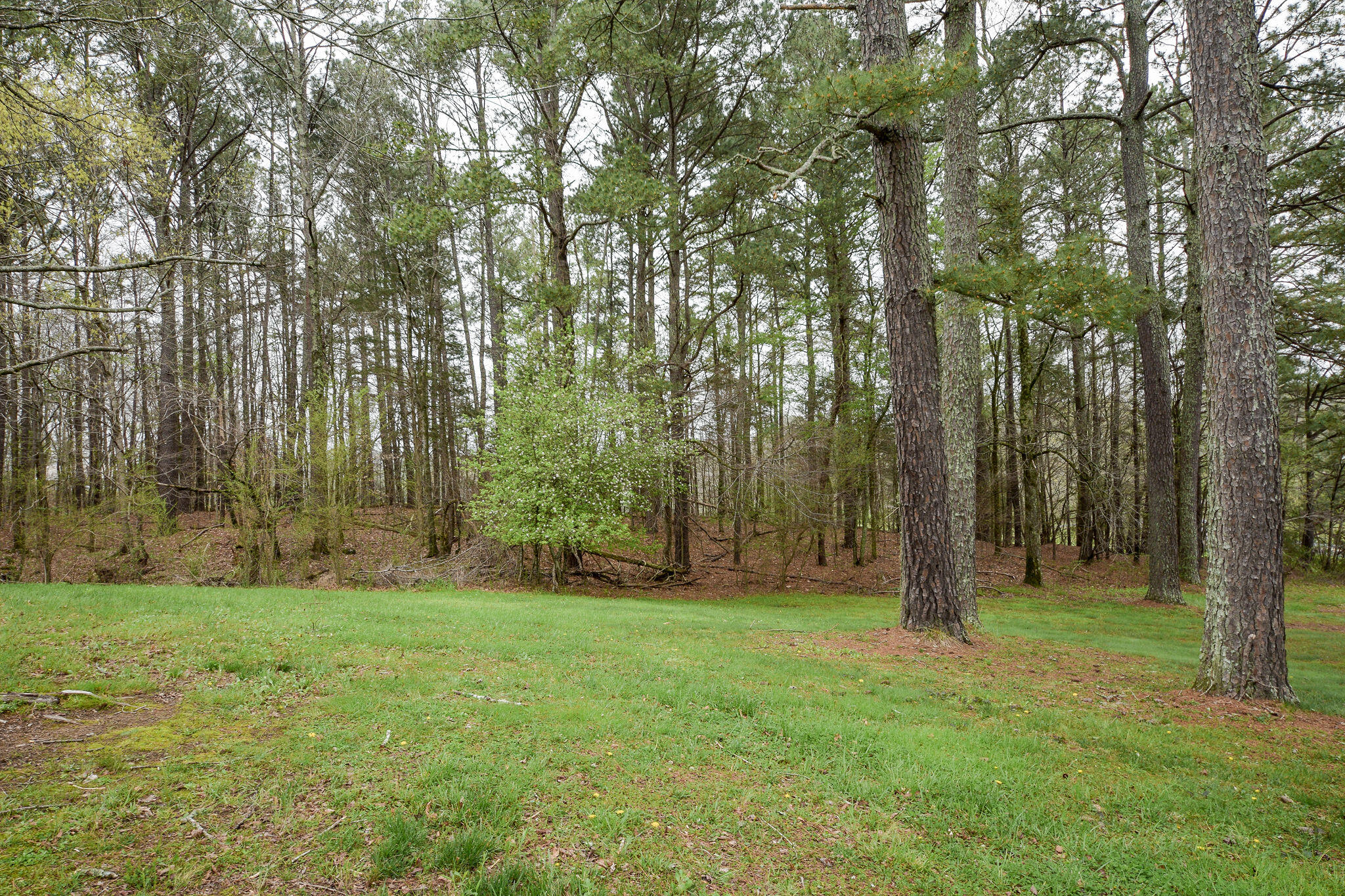 274 Candies Creek Road Southwest Cleveland, TN 37311 - Photo 10 of 52 DSC_7204