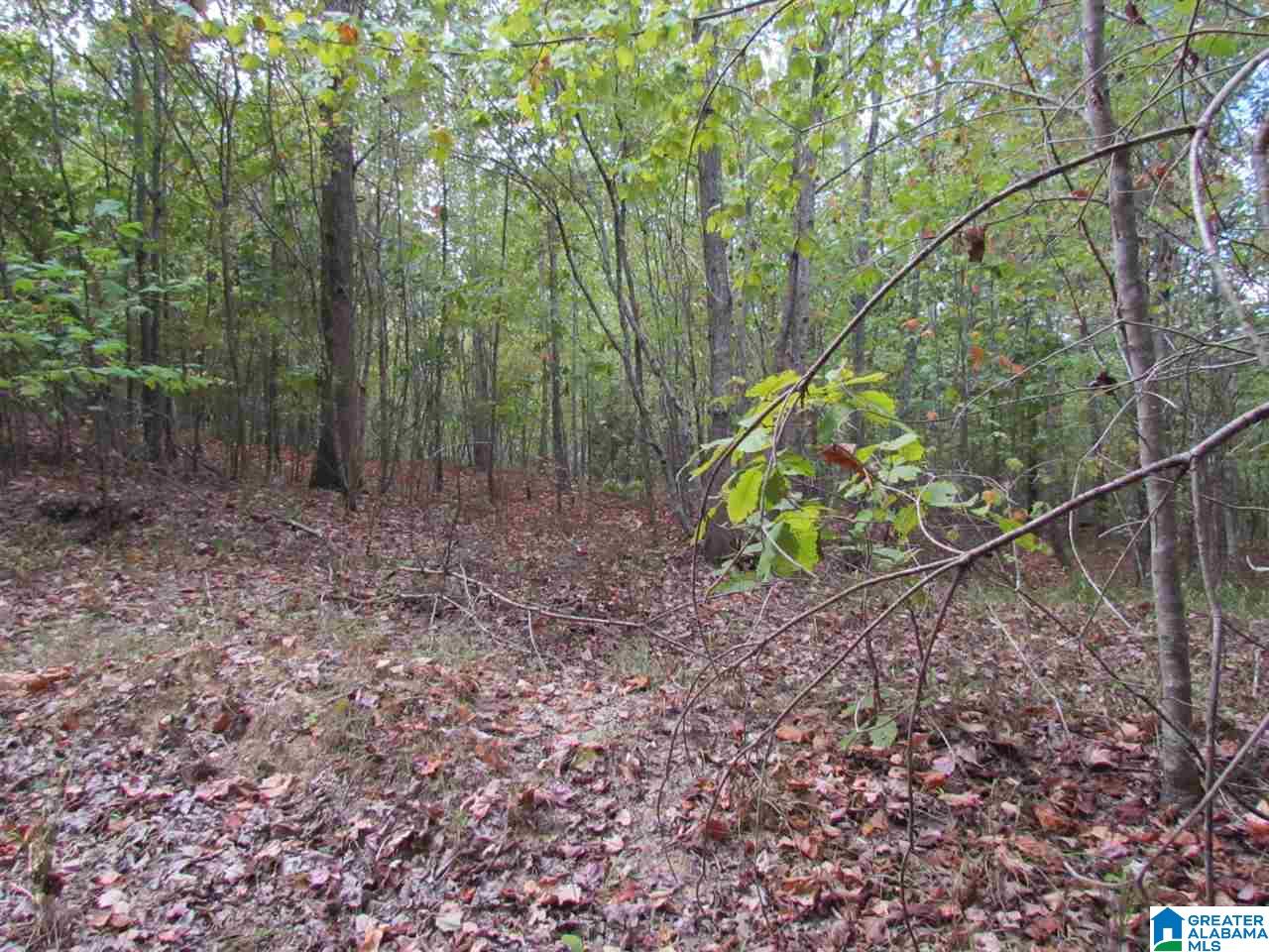 0 Wolf Pen Ridge Road Pell City, AL 35128 - Photo 12 of 13