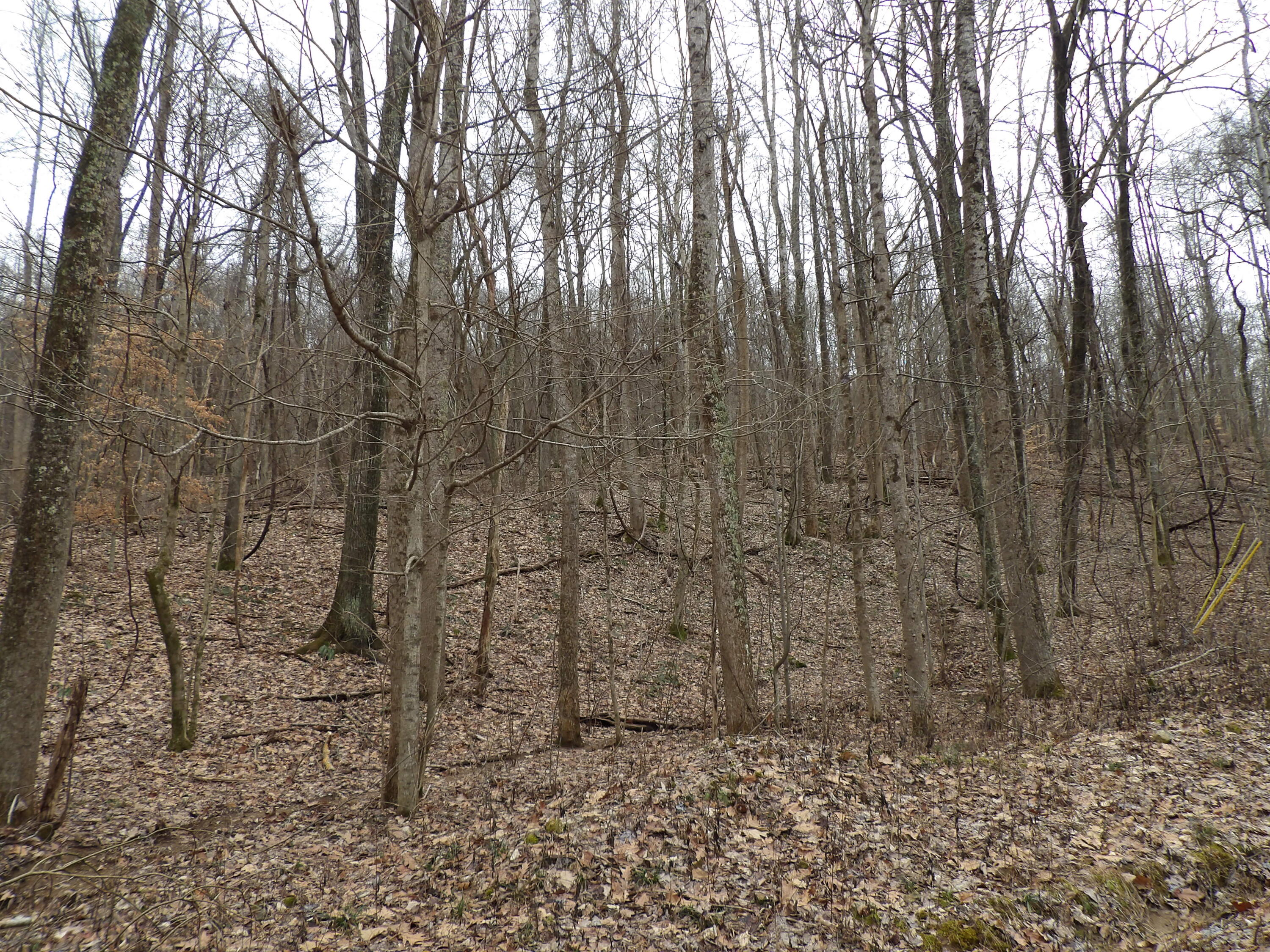 109 Cherokee Ridge Road, Unit 109 Pikeville, TN 37367 - Photo 4 of 10 100_5226