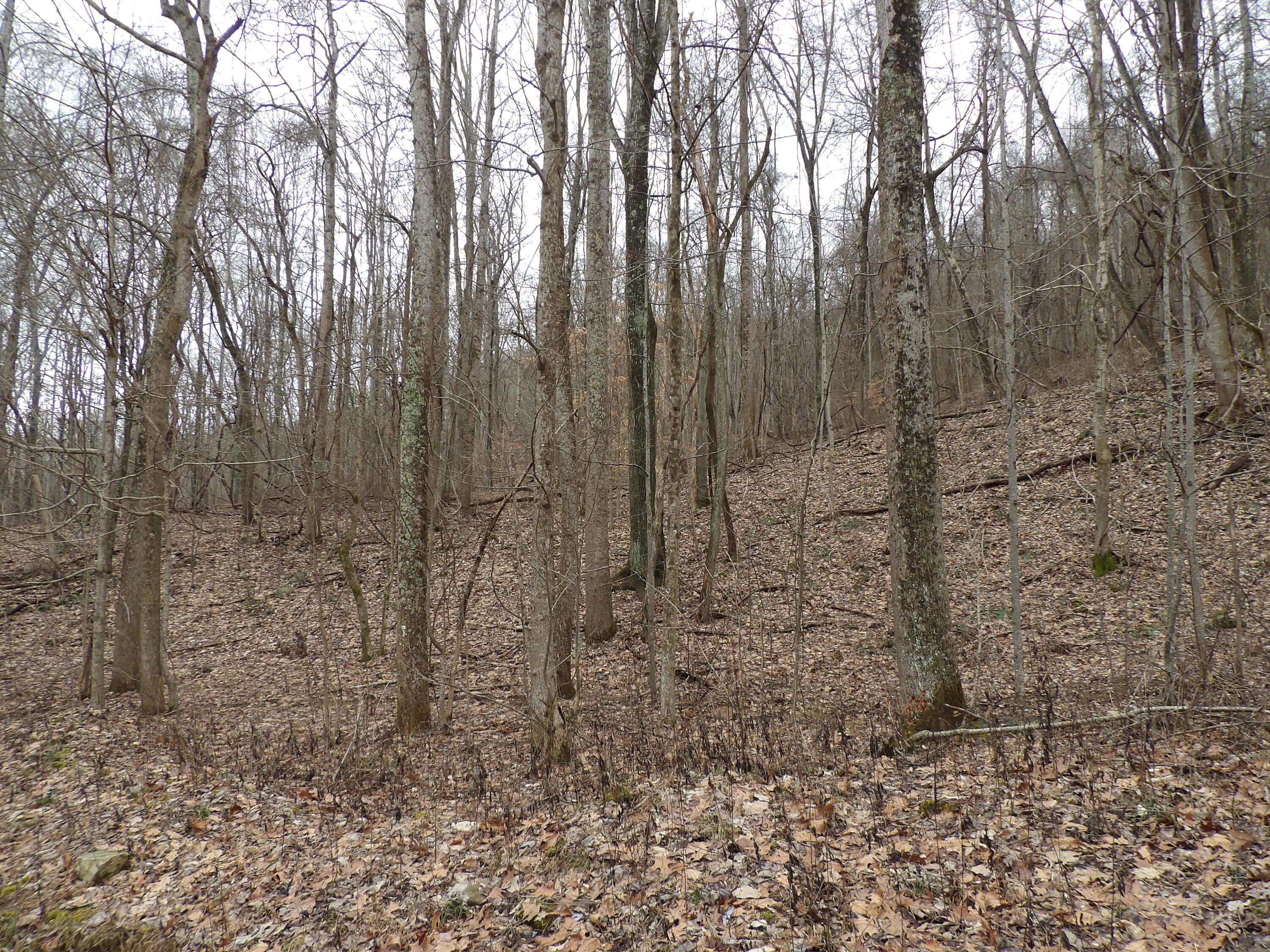109 Cherokee Ridge Road, Unit 109 Pikeville, TN 37367 - Photo 8 of 10 100_5230