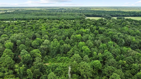 a view of a lush green forest with lots of trees