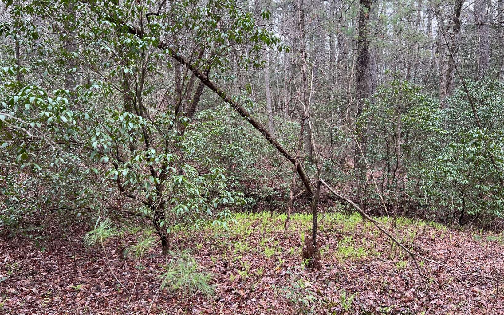 2.92 A Harrison Sluder Road Ellijay, GA 30540 - Photo 6 of 21 Additional View