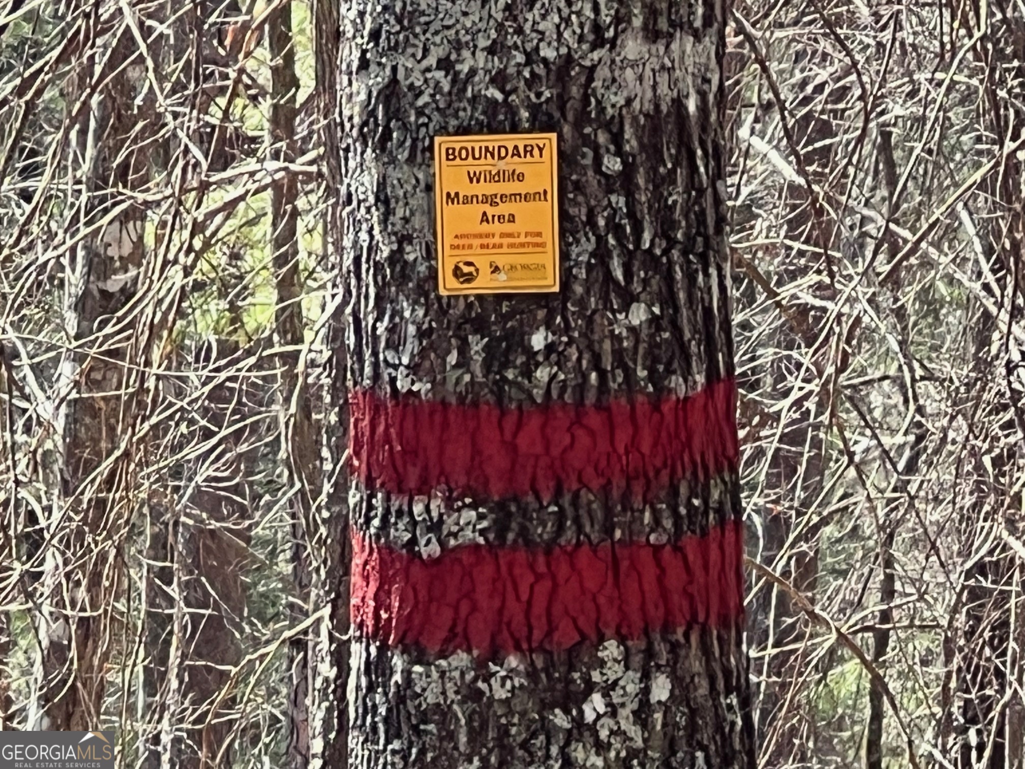 113 Beech Tree Drive Ellijay, GA 30540 - Photo 11 of 22