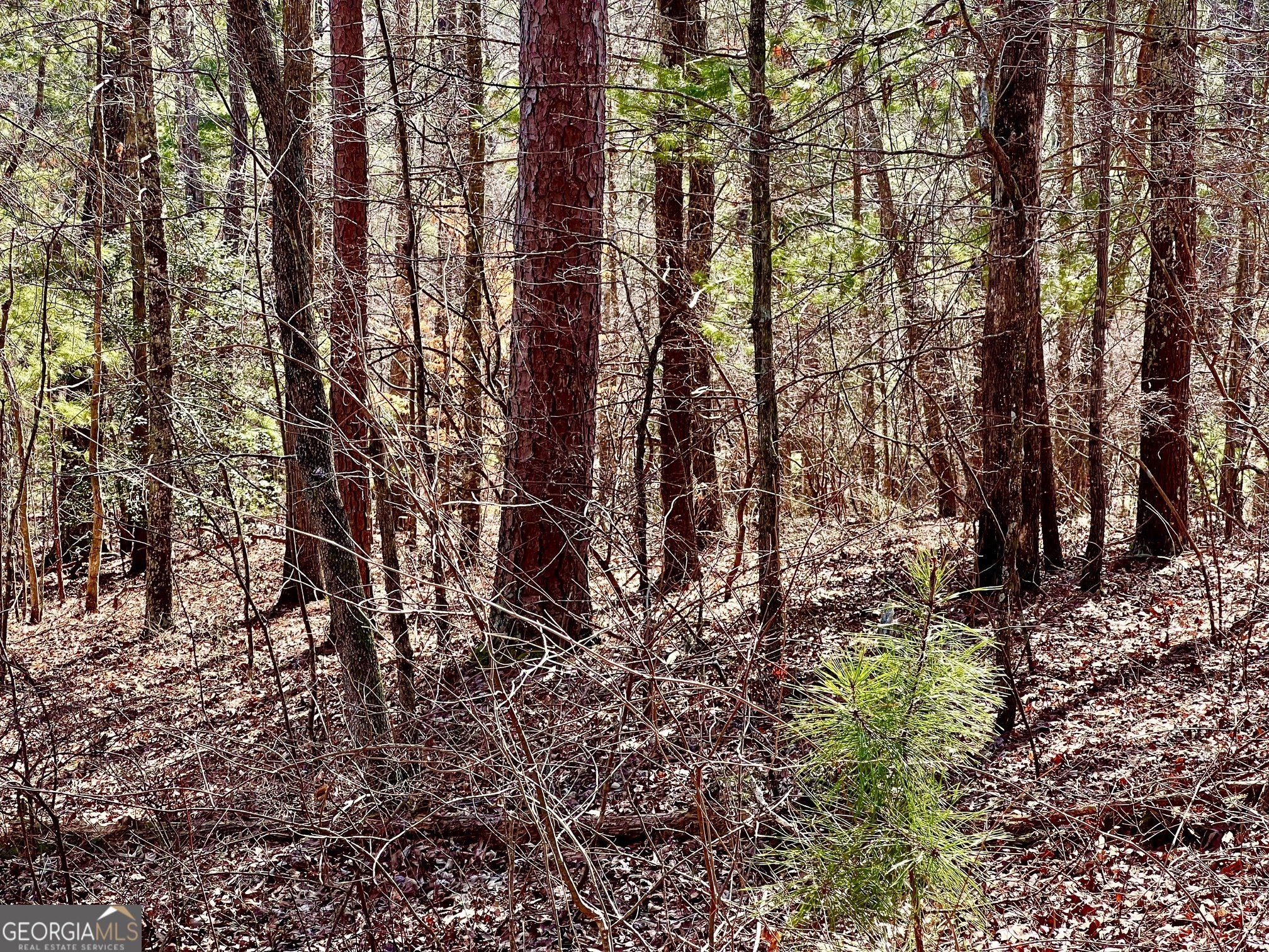 113 Beech Tree Drive Ellijay, GA 30540 - Photo 13 of 22