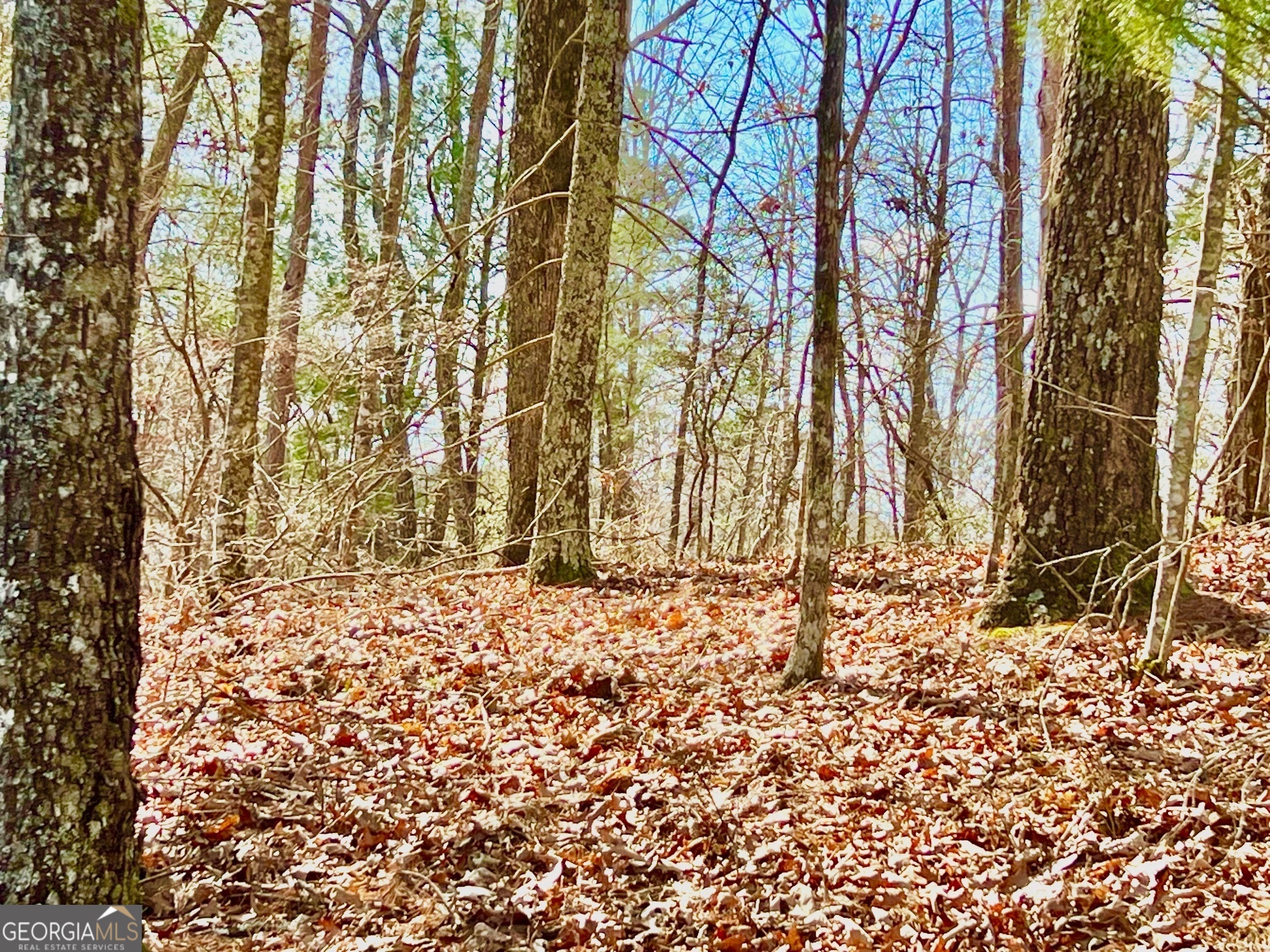 113 Beech Tree Drive Ellijay, GA 30540 - Photo 3 of 22