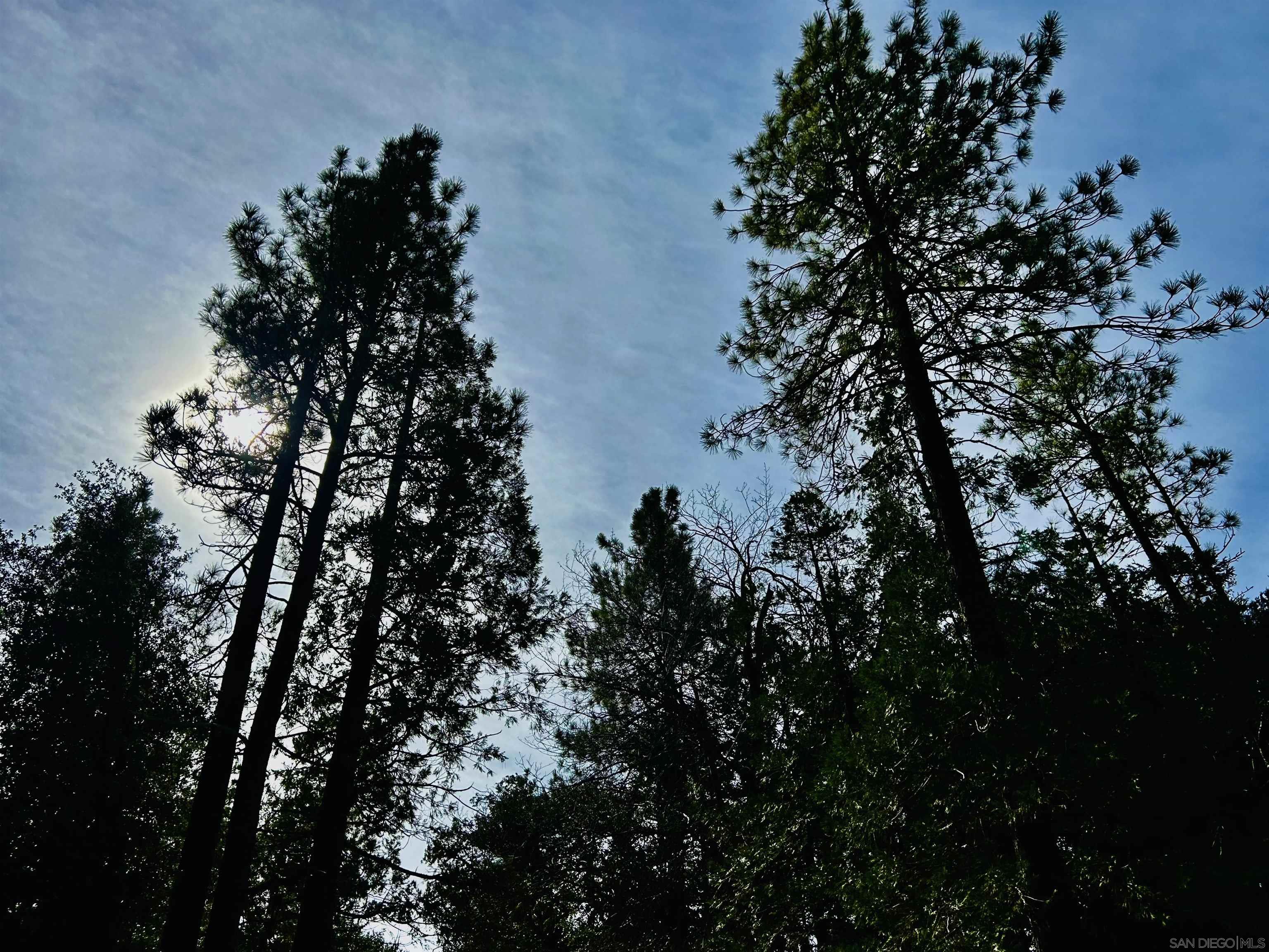 8 Saunders Meadow Road Idyllwild, CA 92549 - Photo 6 of 12 a picture of tree