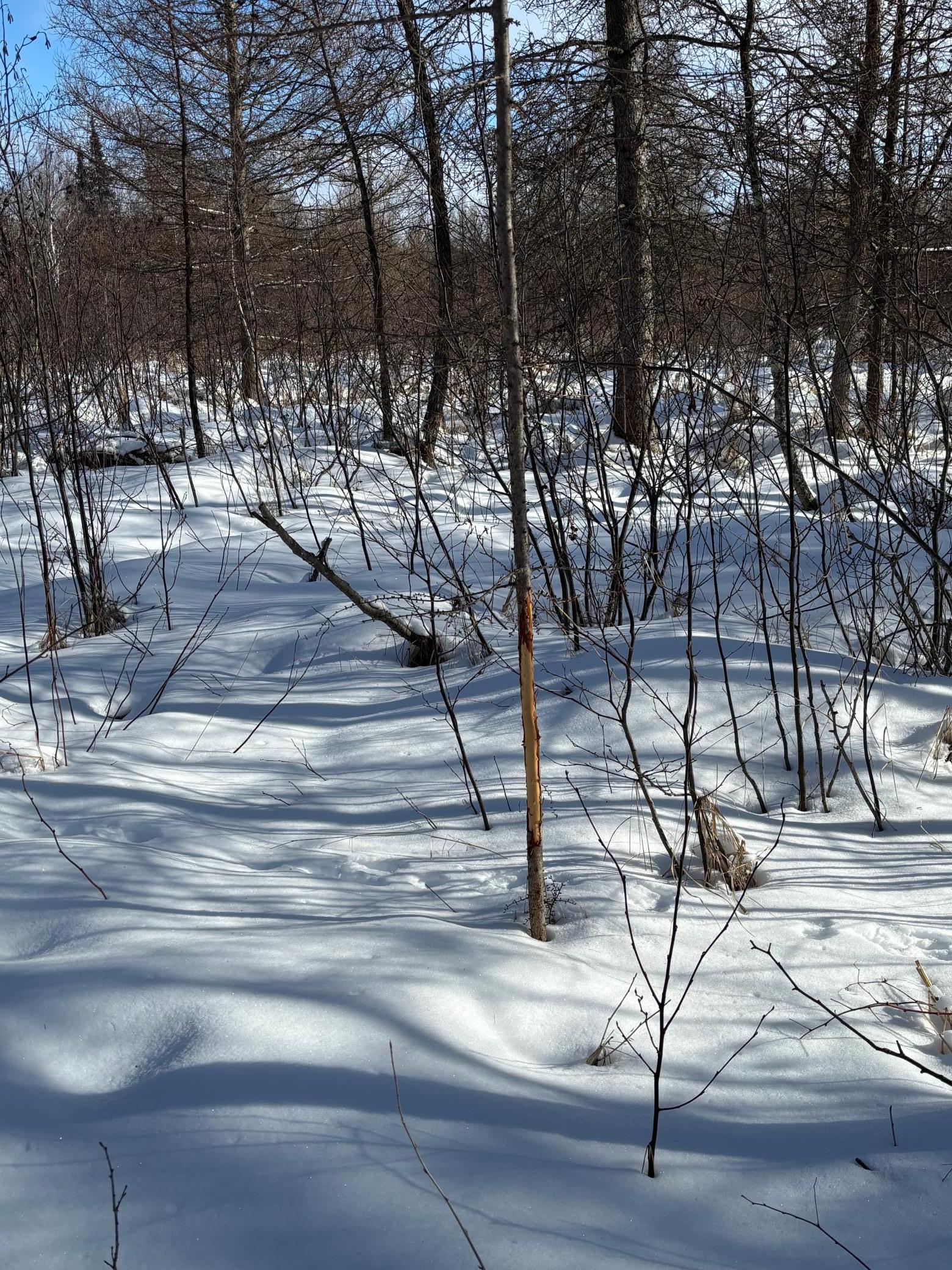 Tbd Arbor Road Park Rapids, MN 56470 - Photo 12 of 29
