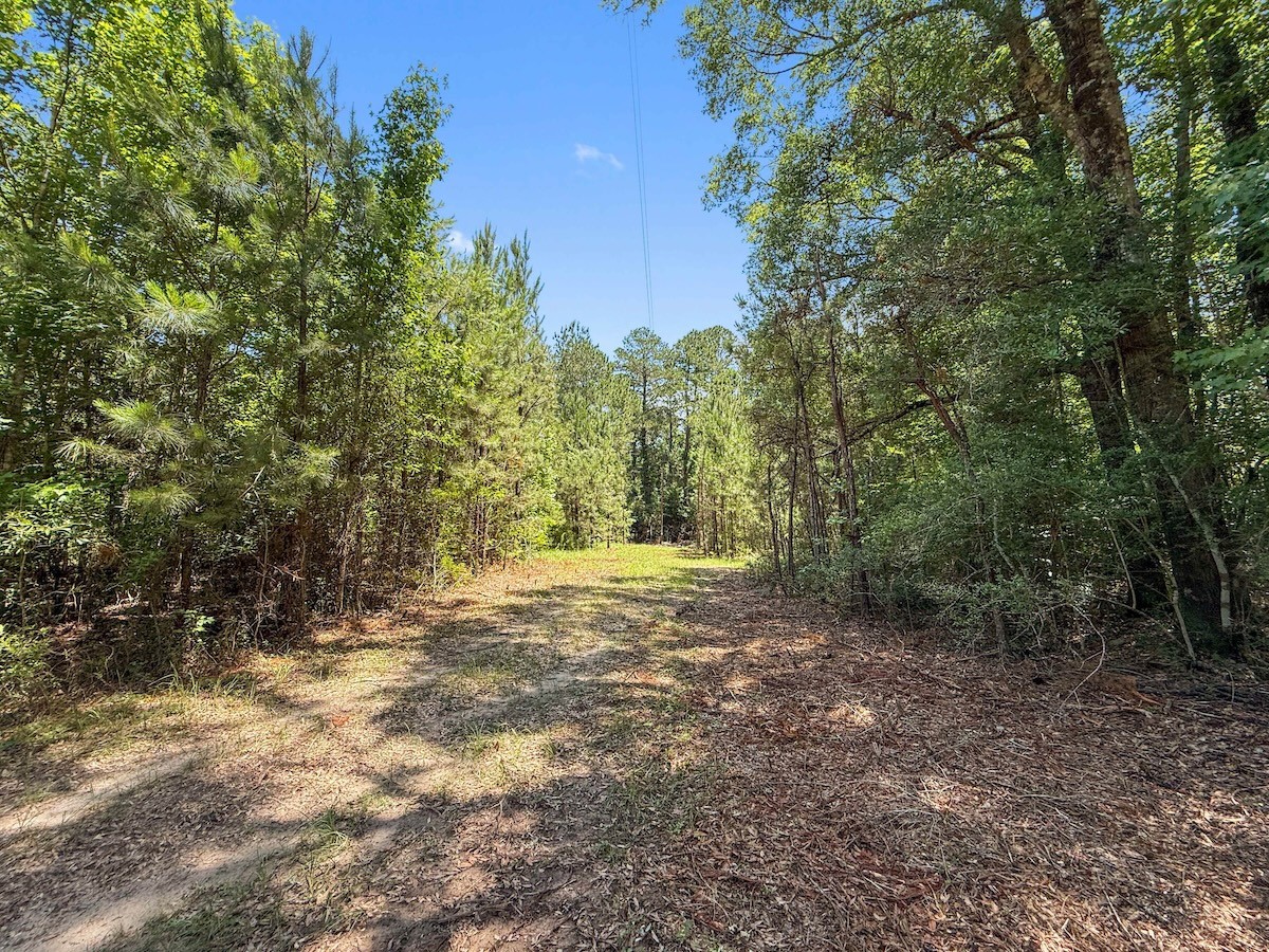 Tbd Hickman Road Burkeville, TX 75932 - Photo 22 of 45
