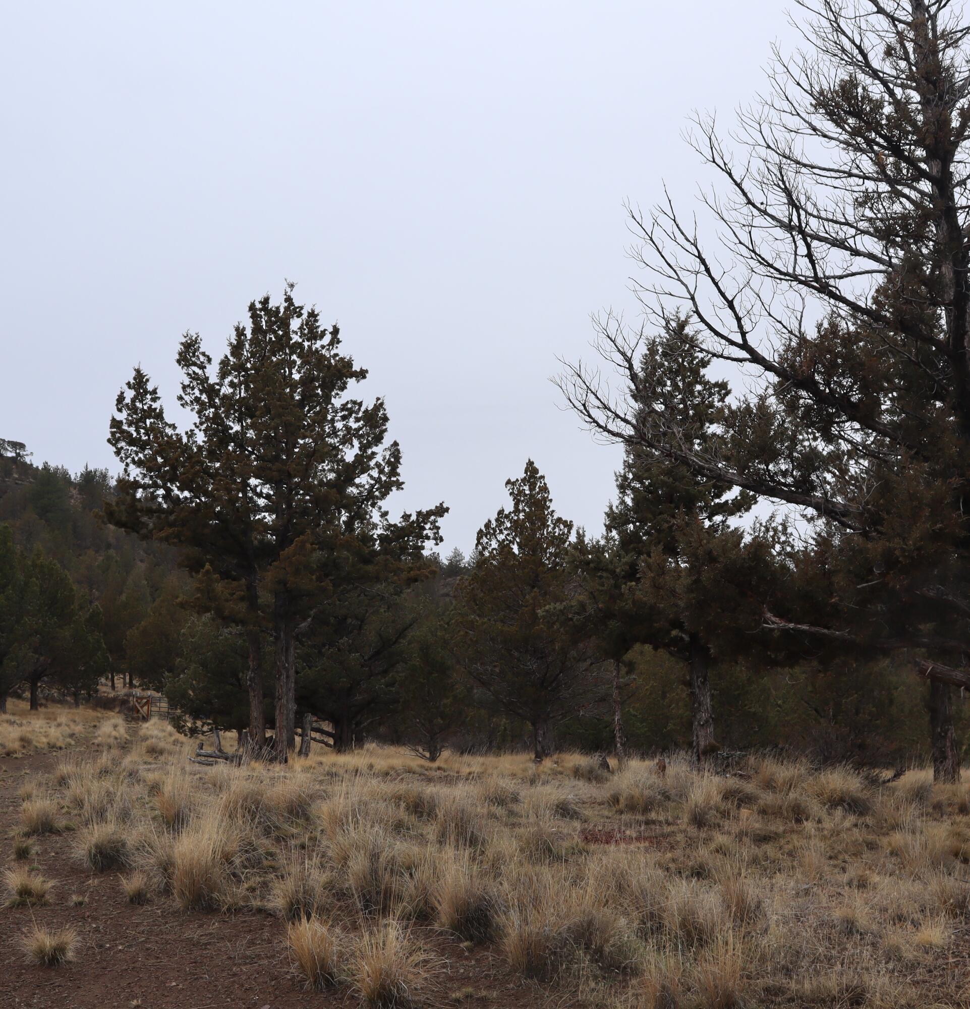 20102 Osprey Road, Unit 800 Prineville, OR 97754 - Photo 18 of 20 IMG_1525