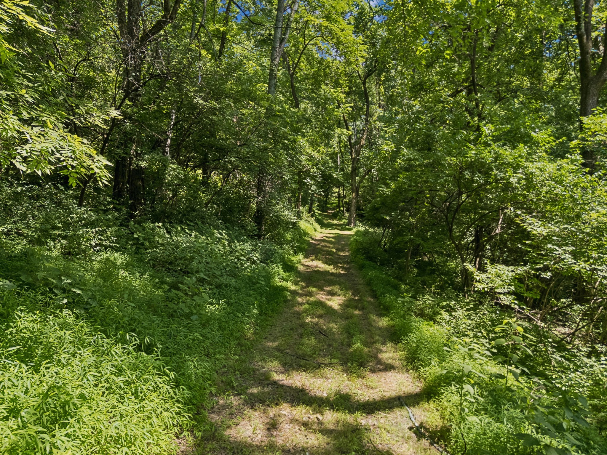 2268 North Berrys Chapel Road Franklin, TN 37069 - Photo 14 of 16 a view of a lush green forest