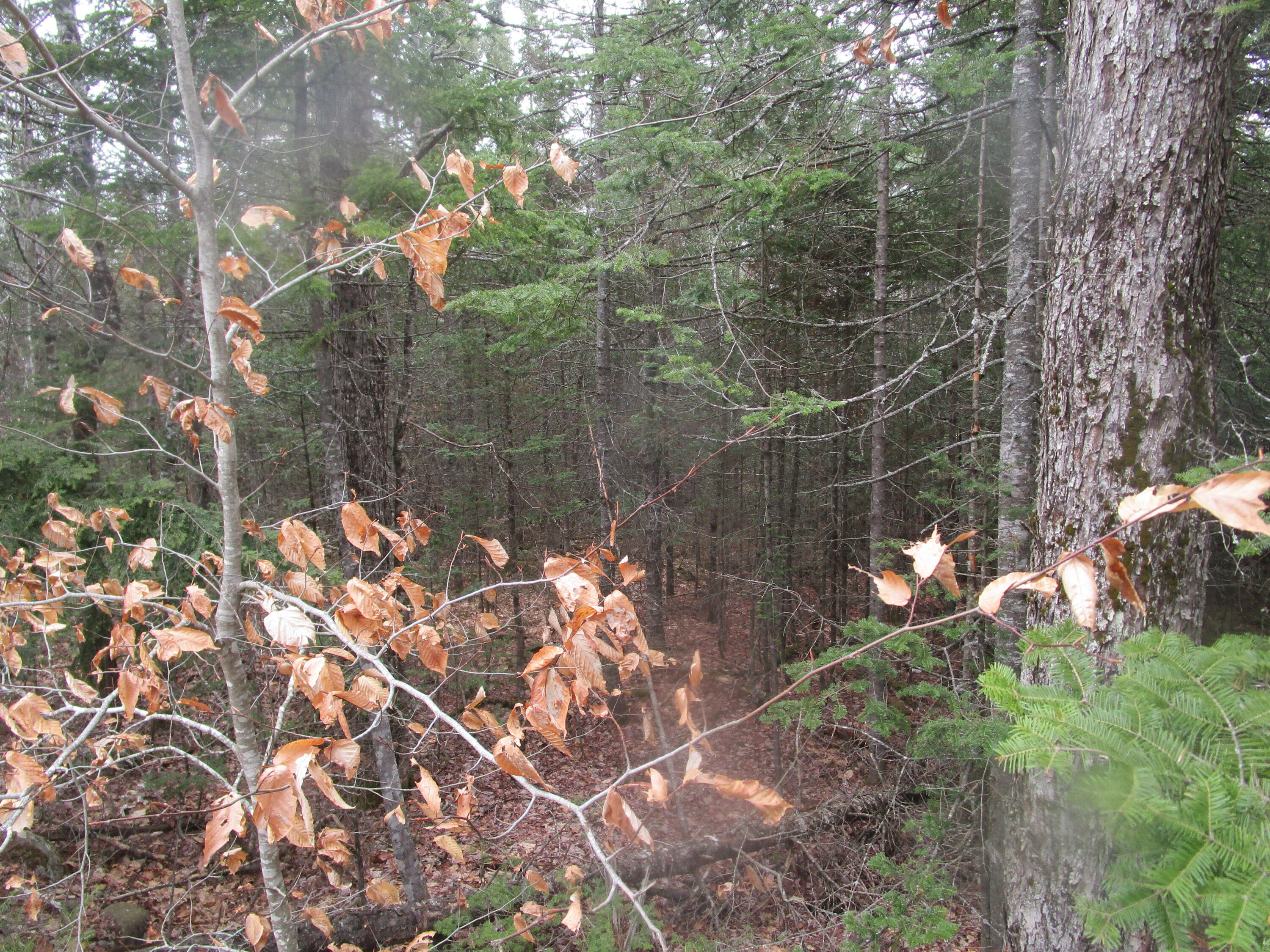 180 Rebel Hill Road Clifton, ME 04428 - Photo 6 of 9