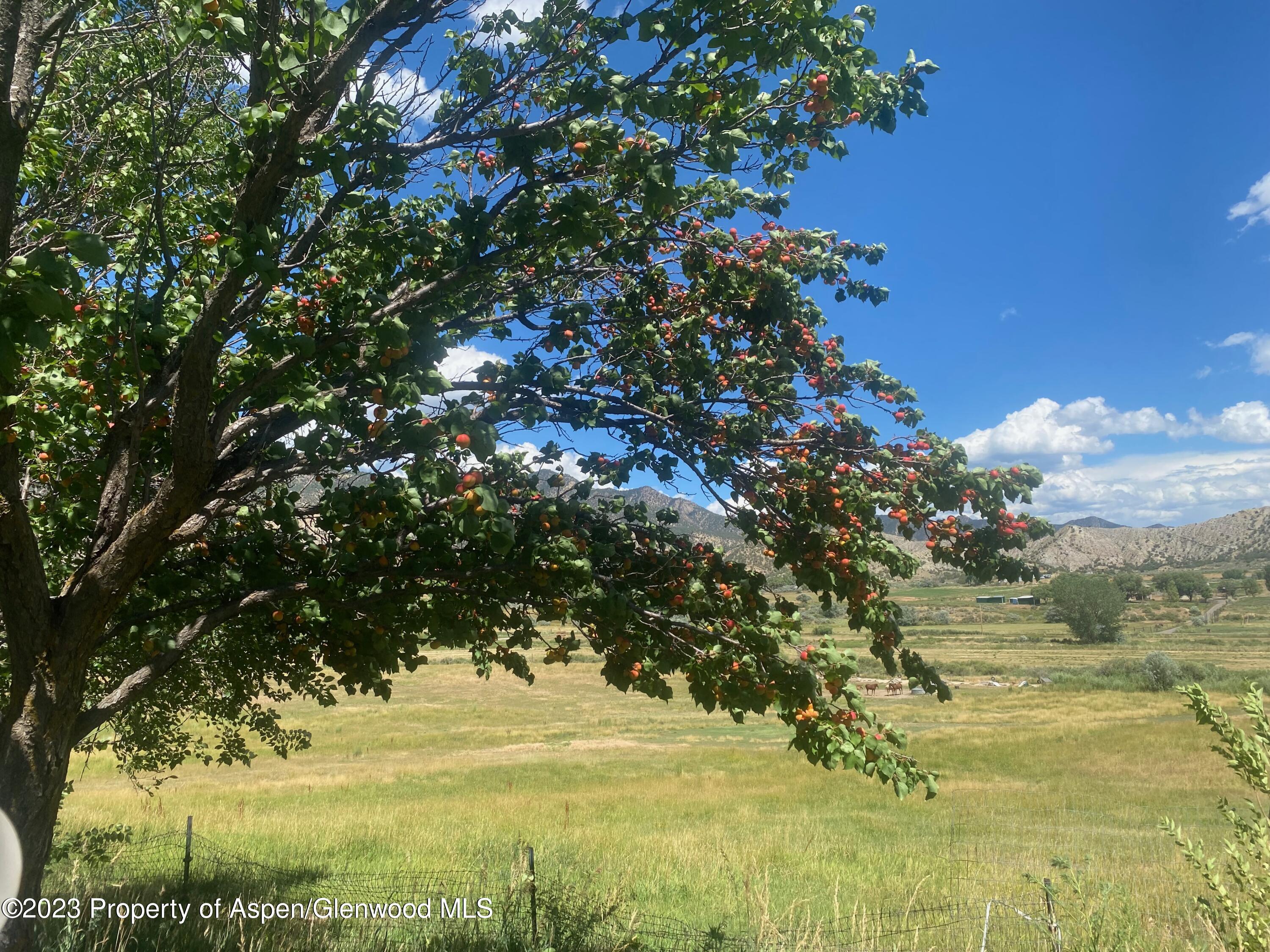 213 259a County Road Rifle, CO 81650 - Photo 4 of 38 213_259ACountyRd