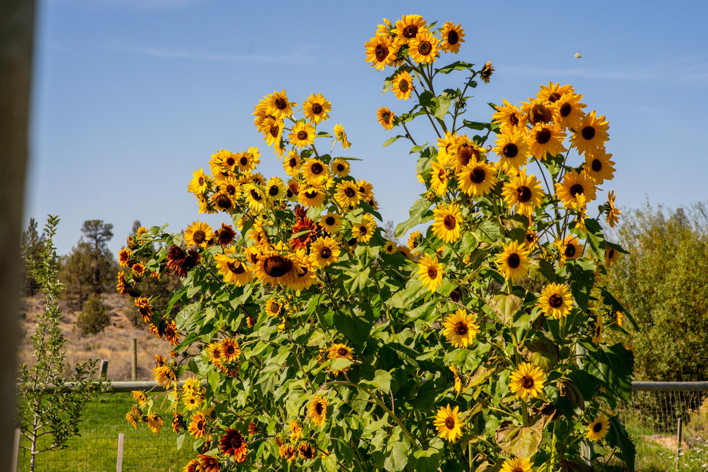 67395 Fryrear Road Bend, OR 97703 - Photo 7 of 71 7. Sunflowers
