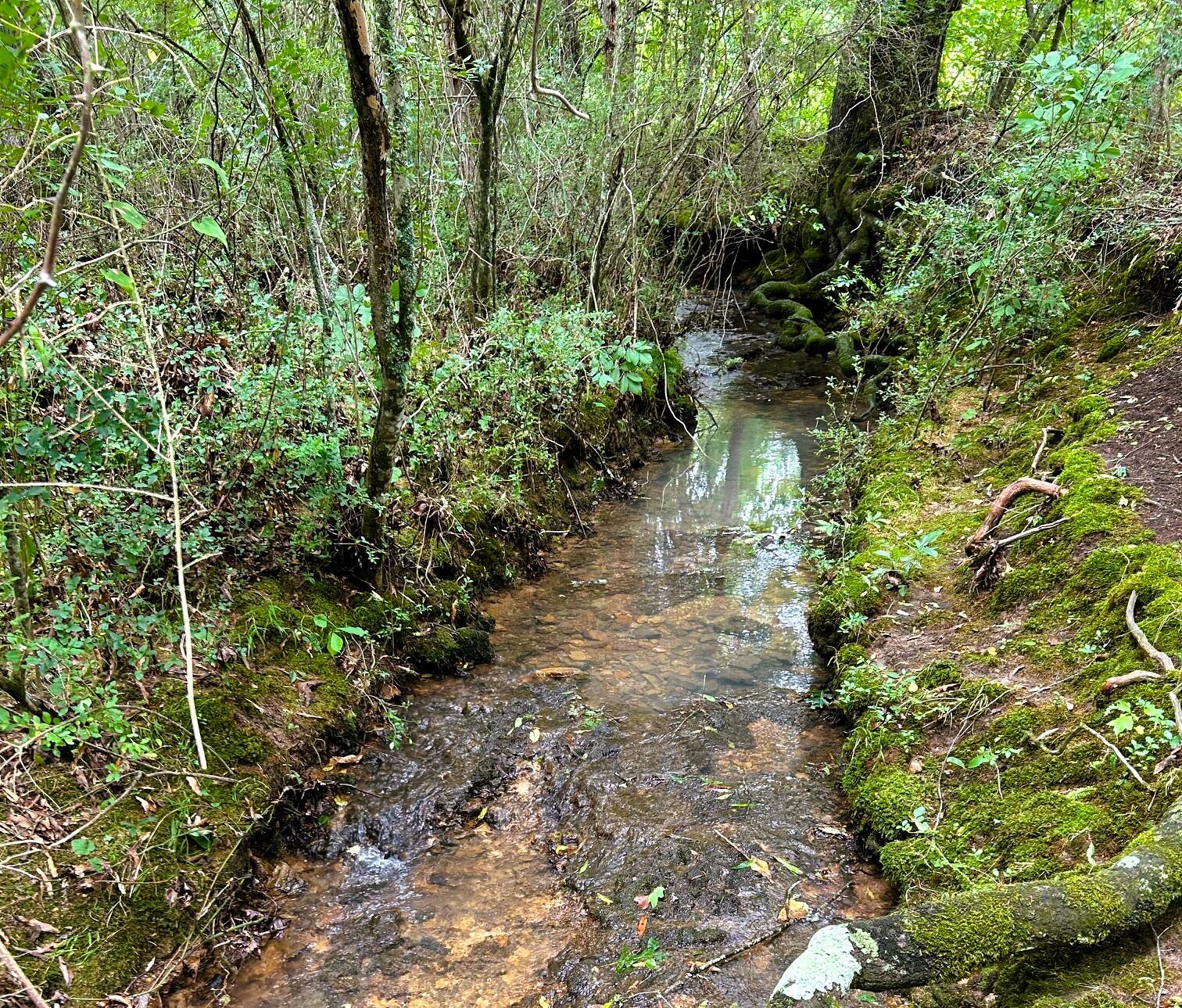 5 Euchee Road Ten Mile, TN 37880 - Photo 8 of 32 Eu 5 creek 5