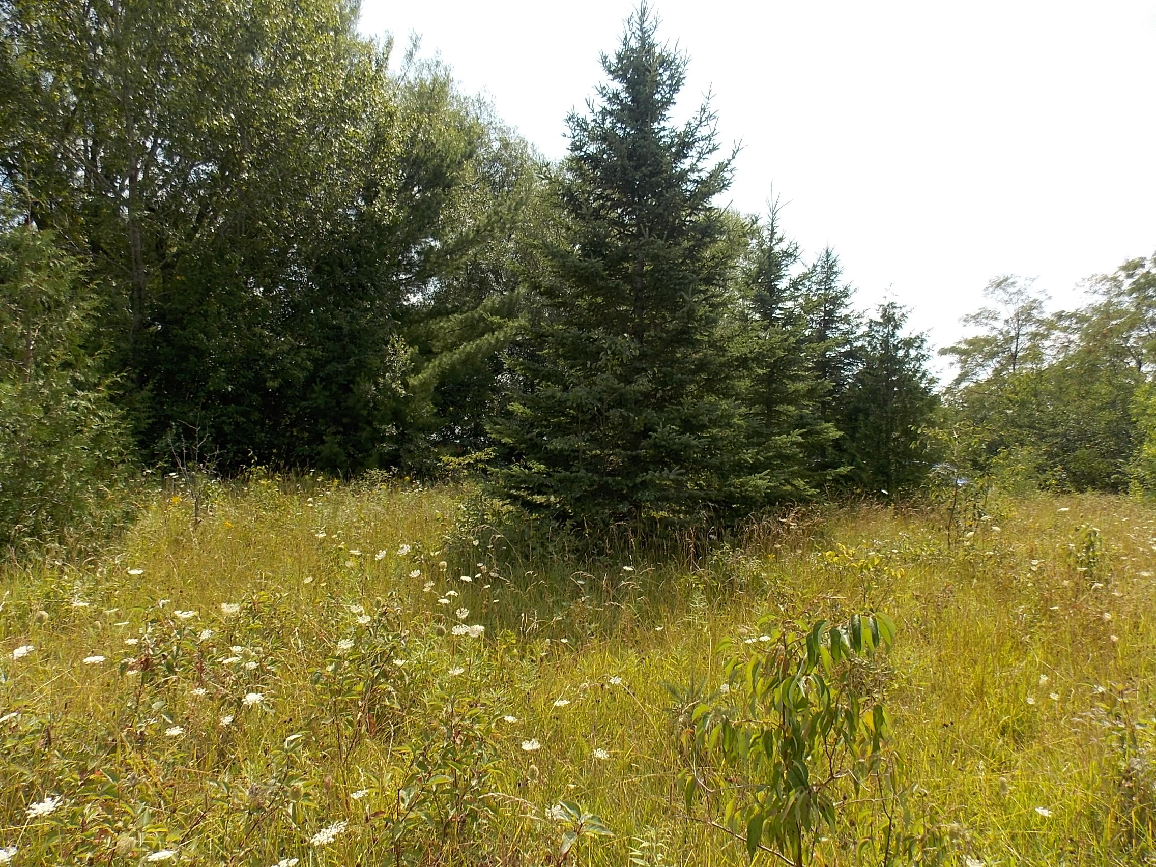 Page Road Afton, MI 49705 - Photo 6 of 14 Gallery Image 6