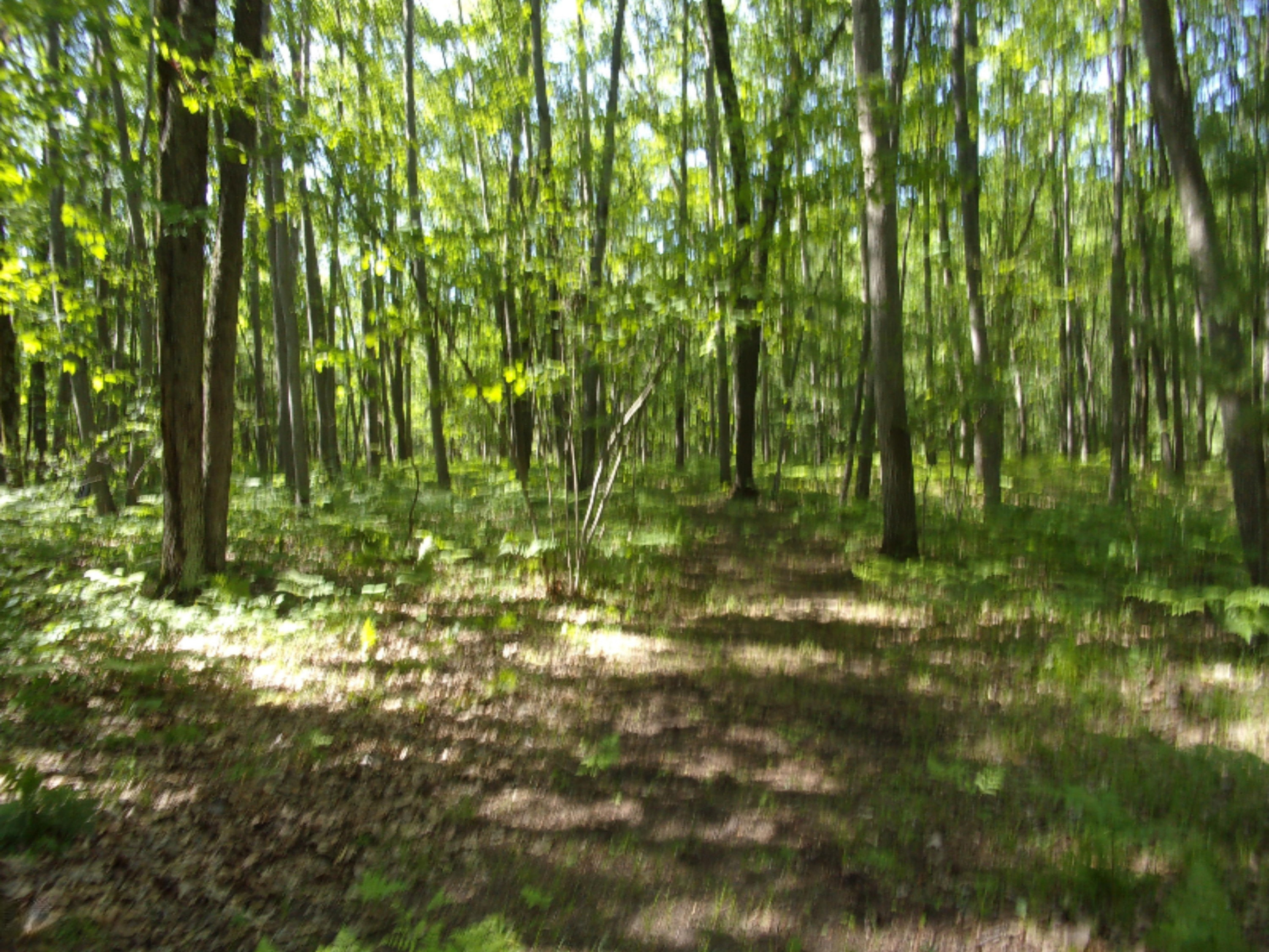 3273 Seaman Road Wellston, MI 49689 - Photo 11 of 52 100_0429