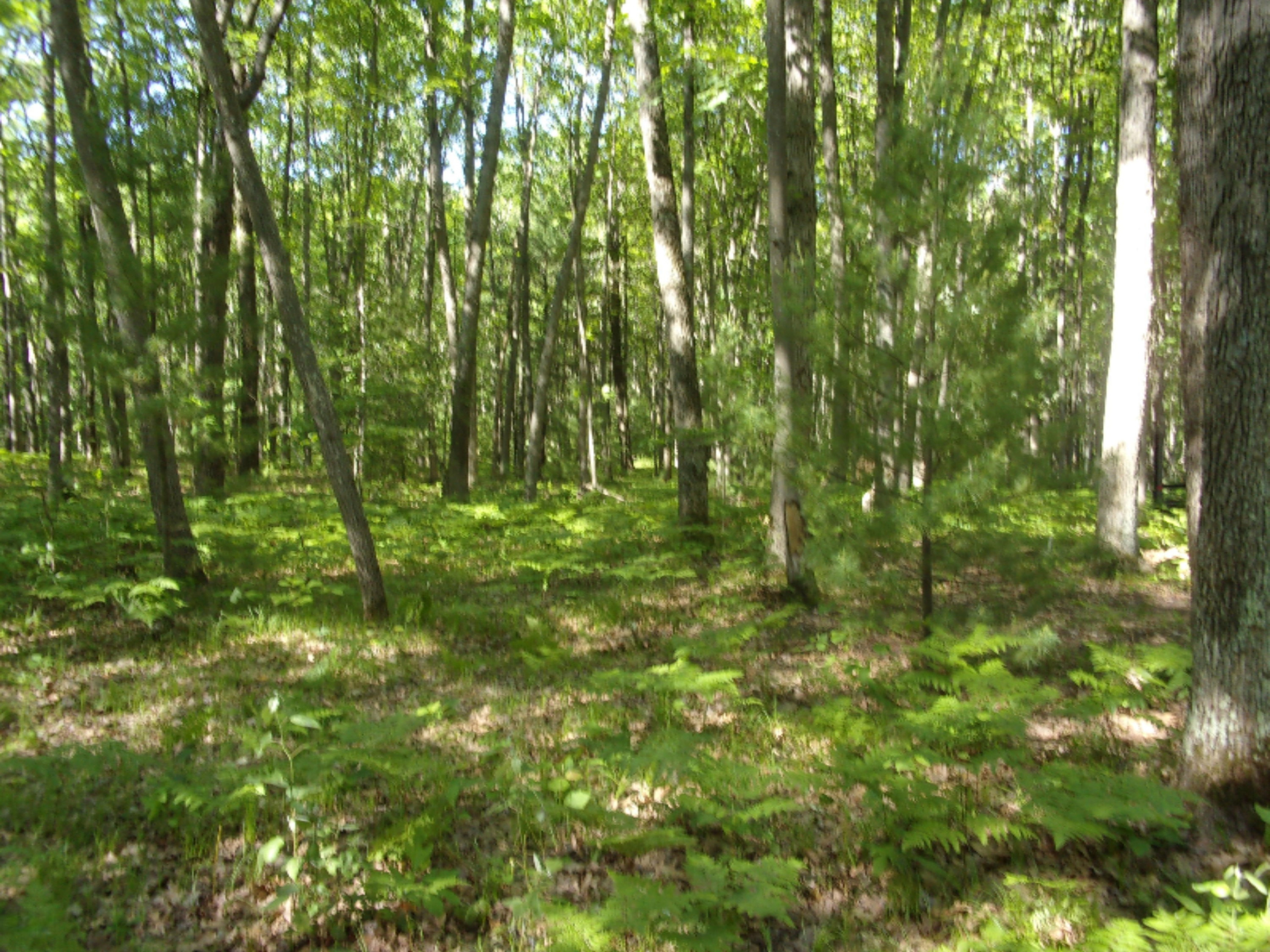 3273 Seaman Road Wellston, MI 49689 - Photo 13 of 52 100_0430