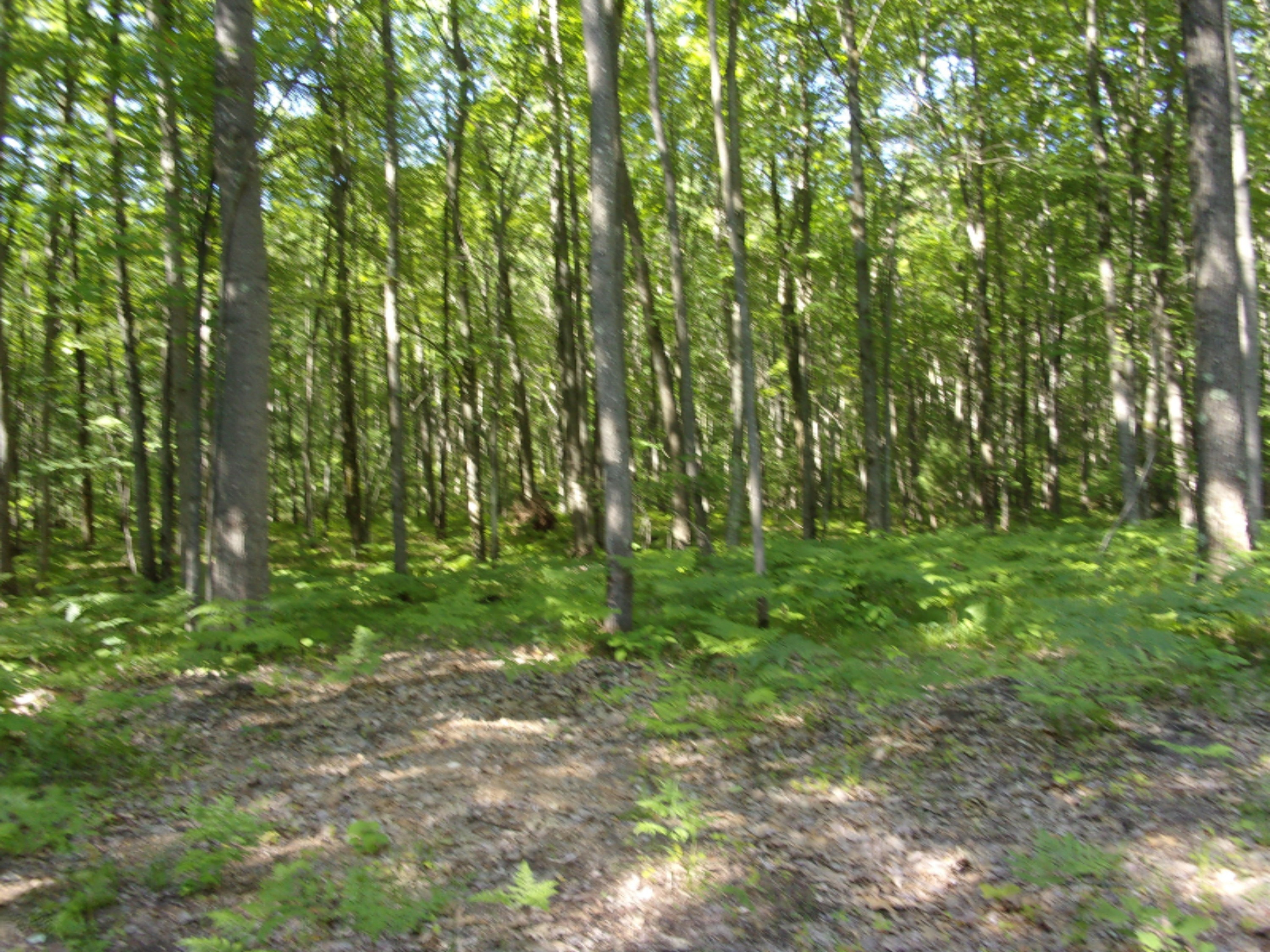 3273 Seaman Road Wellston, MI 49689 - Photo 16 of 52 100_0432