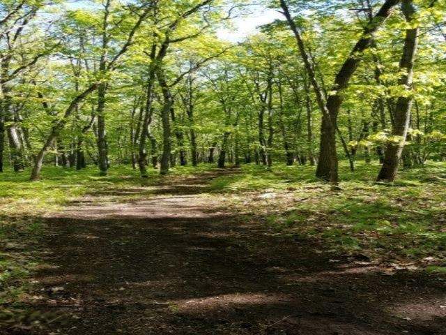 3273 Seaman Road Wellston, MI 49689 - Photo 19 of 52 seaman resized