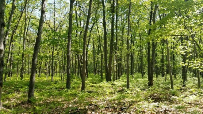 3273 Seaman Road Wellston, MI 49689 - Photo 20 of 52 seaman resiz