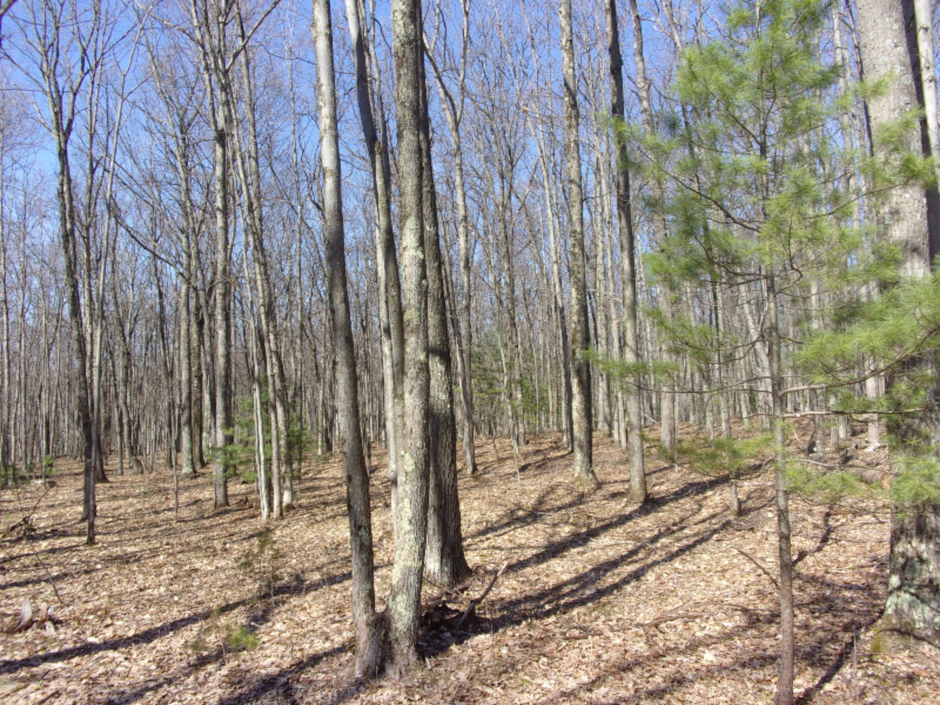 3273 Seaman Road Wellston, MI 49689 - Photo 28 of 52 100_0141