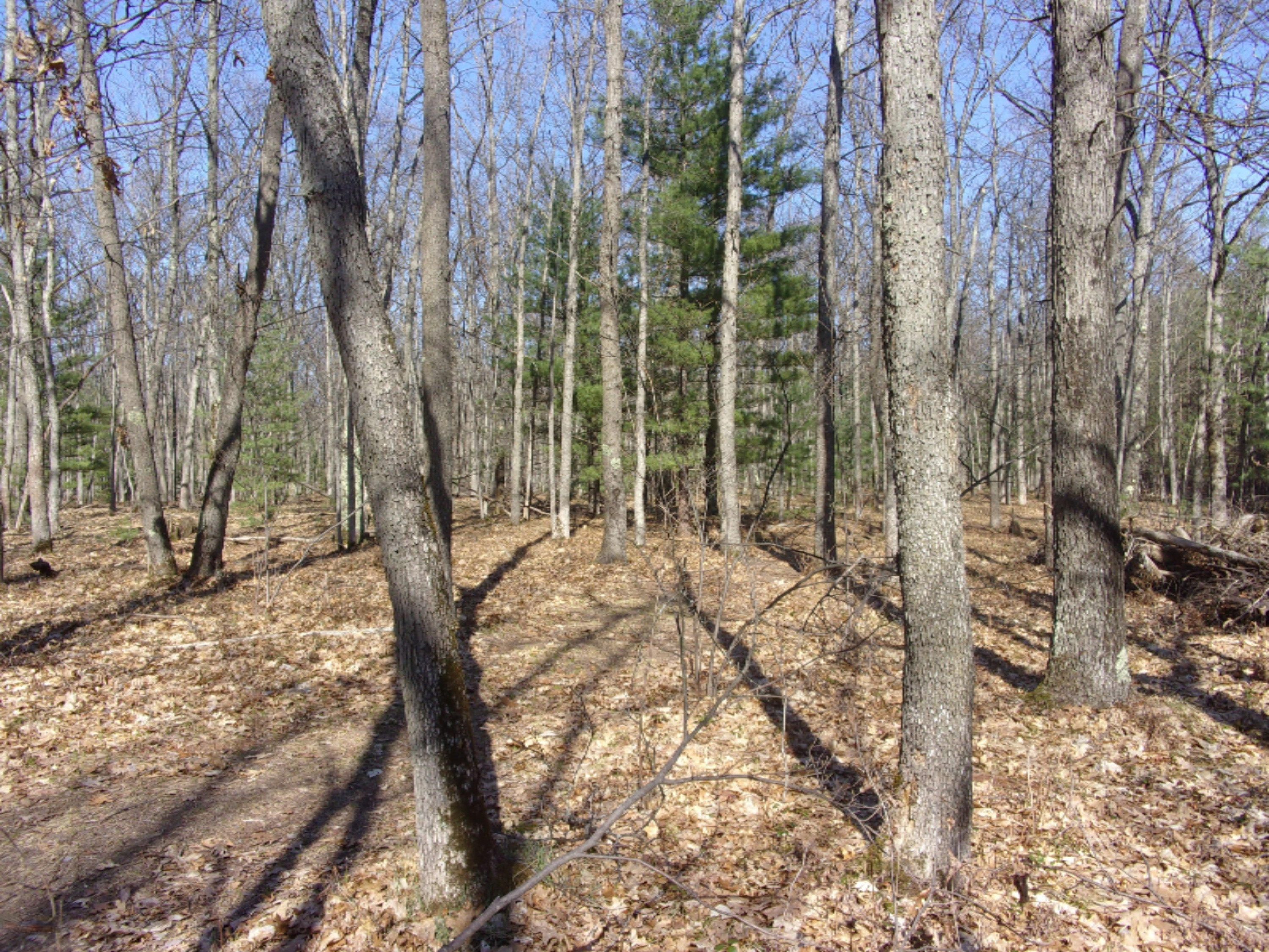 3273 Seaman Road Wellston, MI 49689 - Photo 51 of 52 100_0169