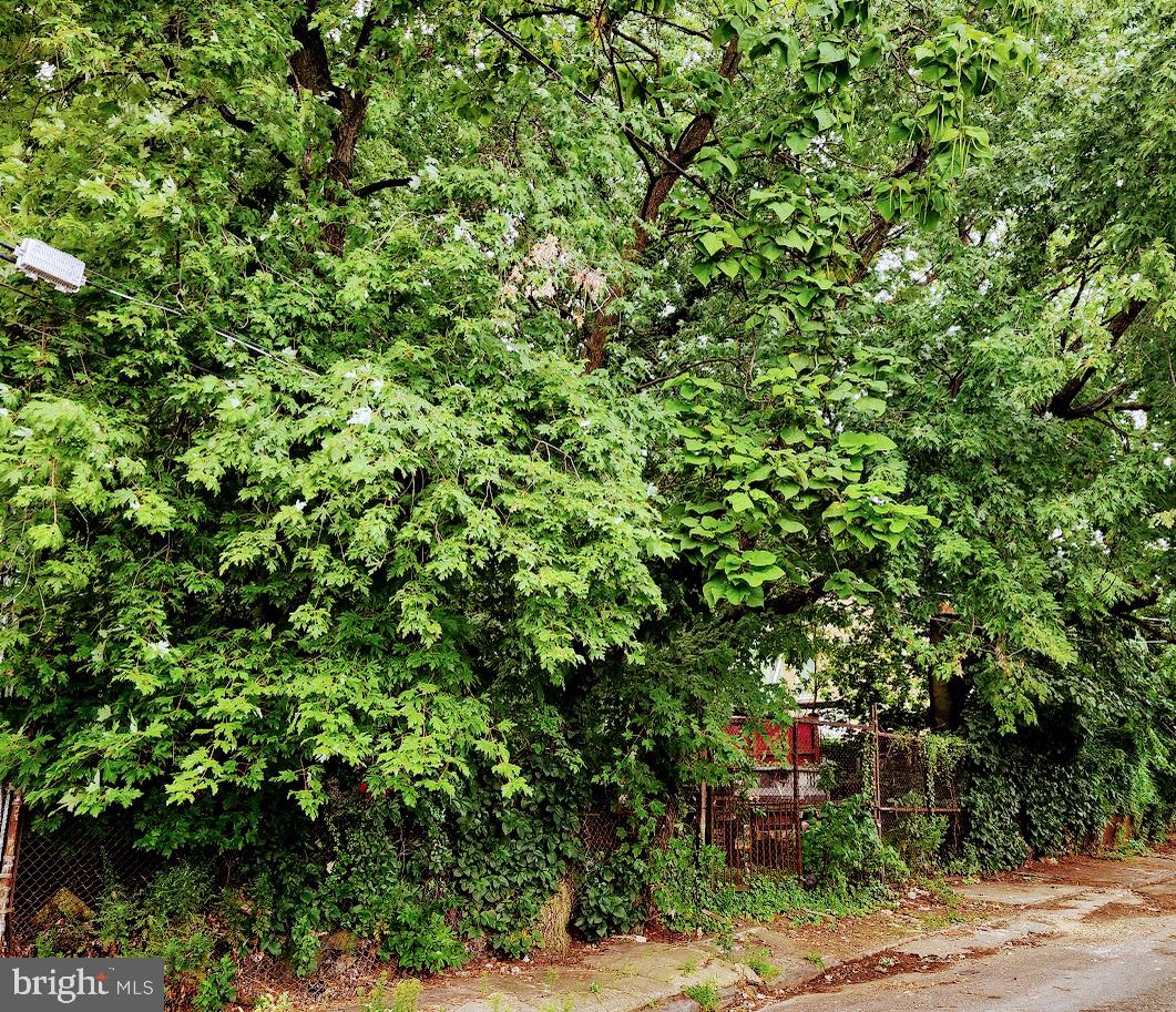 4206-14 Tackawanna Street Philadelphia, PA 19124 - Photo 4 of 6 a picture of a tree