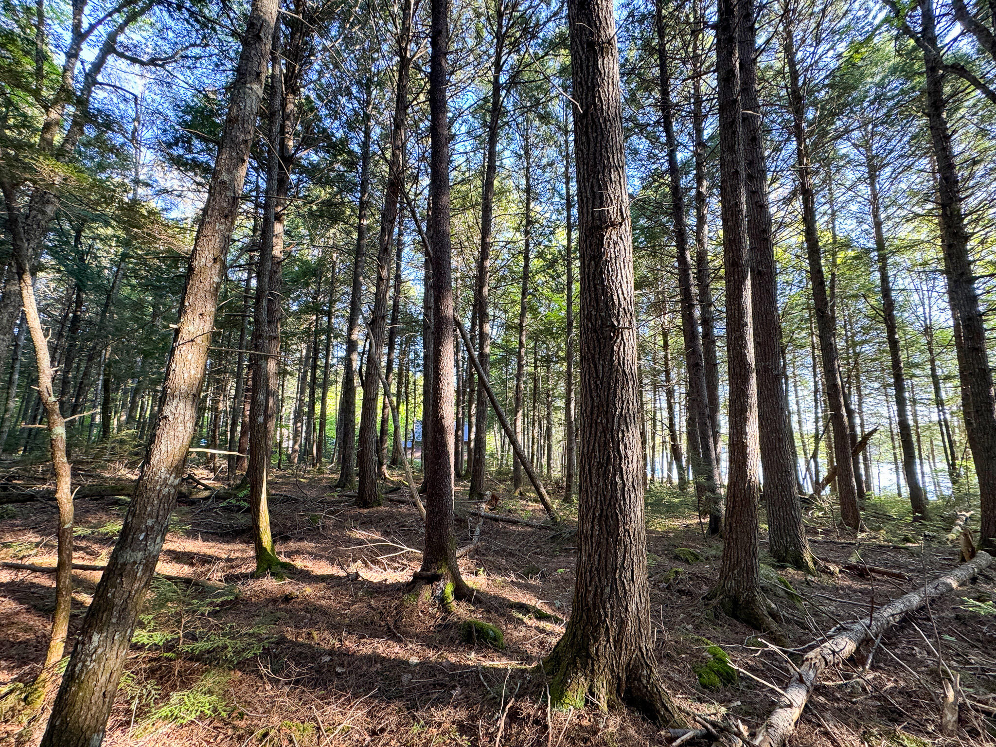 704 Long Point Road Lakeville, ME 04487 - Photo 13 of 29 IMG_3794