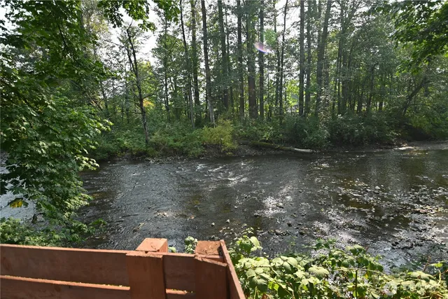 a view of a forest with trees in the background