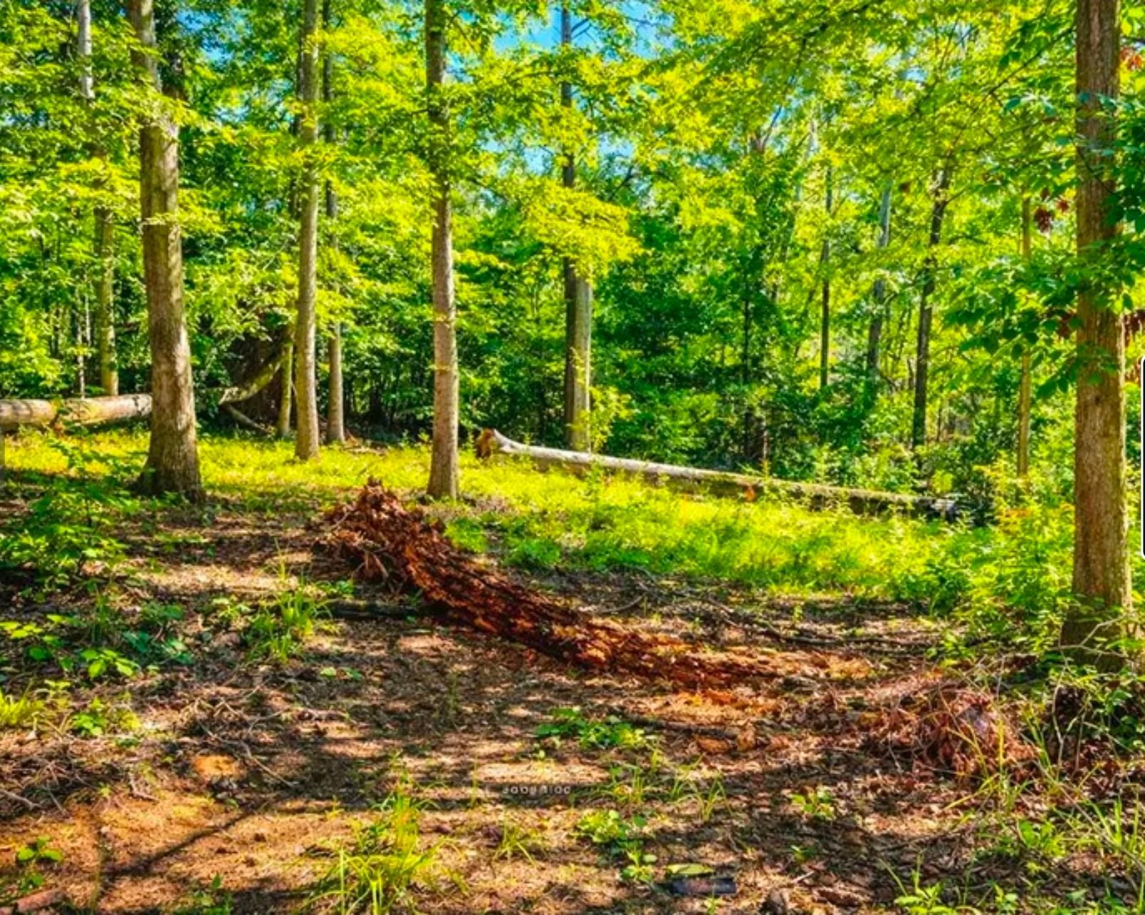 406 Terrapin Pointe Road Hodges, SC 29653 - Photo 6 of 9