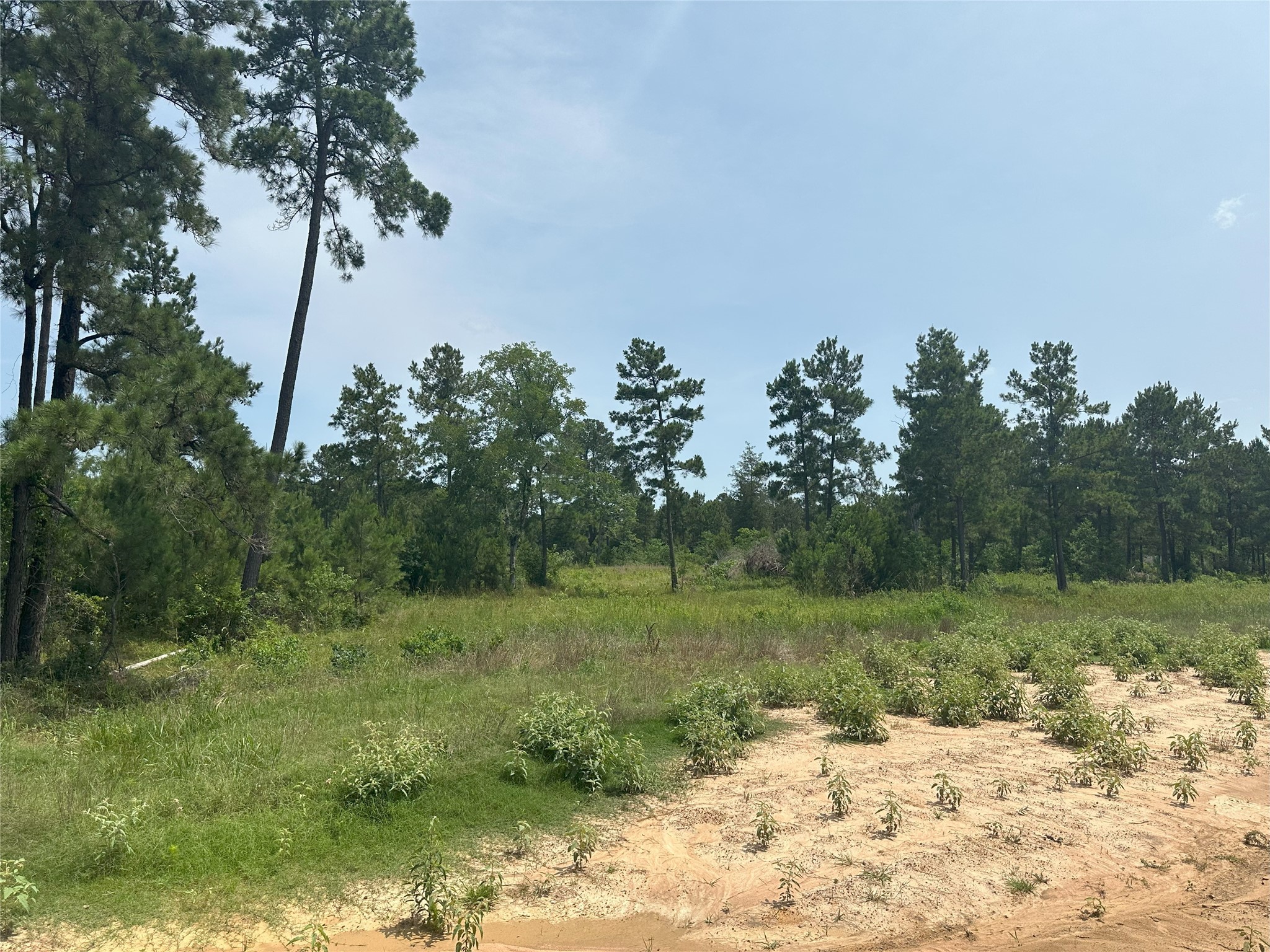 31839 Boone Road Waller, TX 77484 - Photo 12 of 20 a view of a yard with trees in it