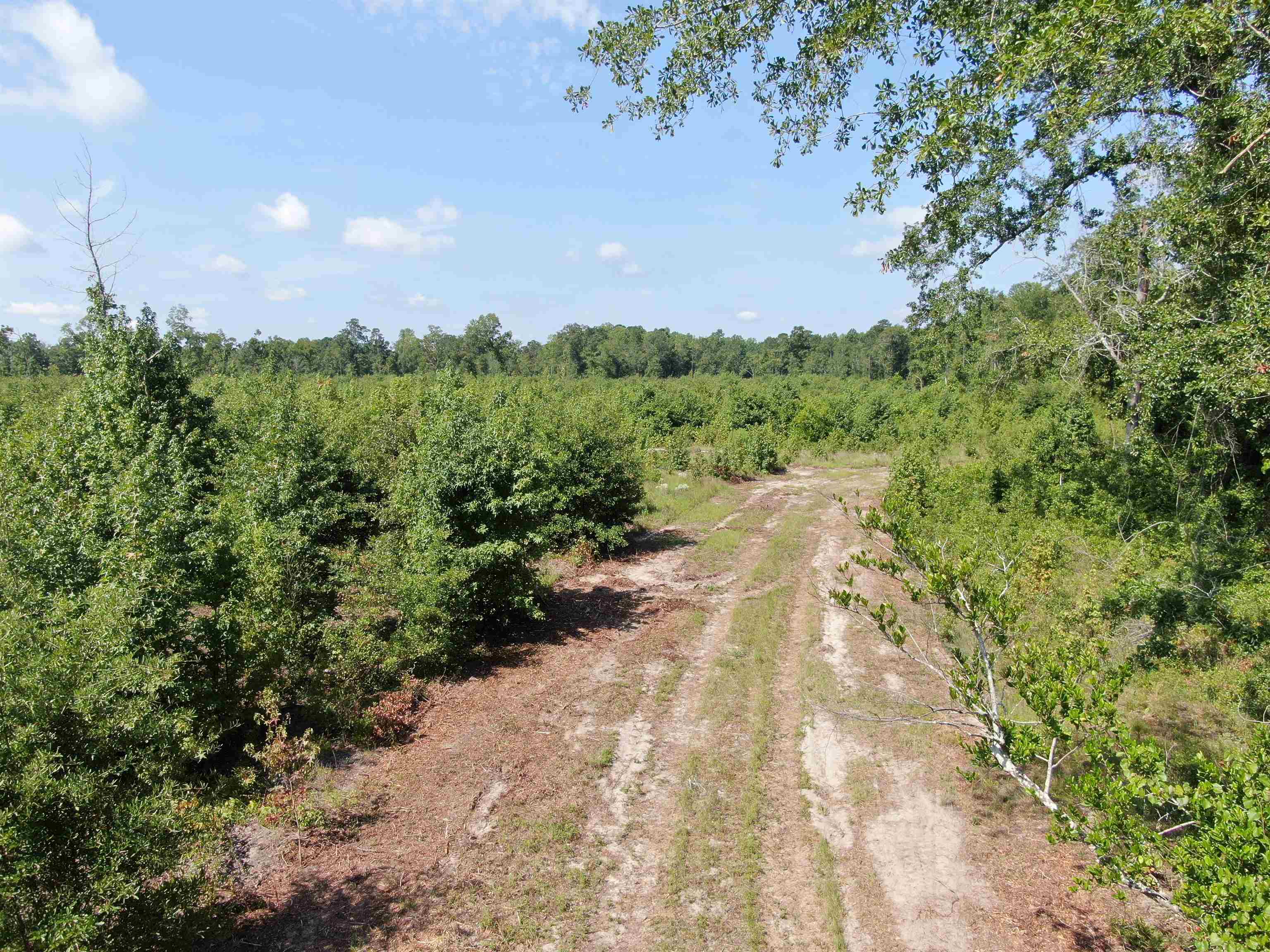 Tbd Mt Calvary Road Dillon, SC 29536 - Photo 2 of 26 Gallery Image 2