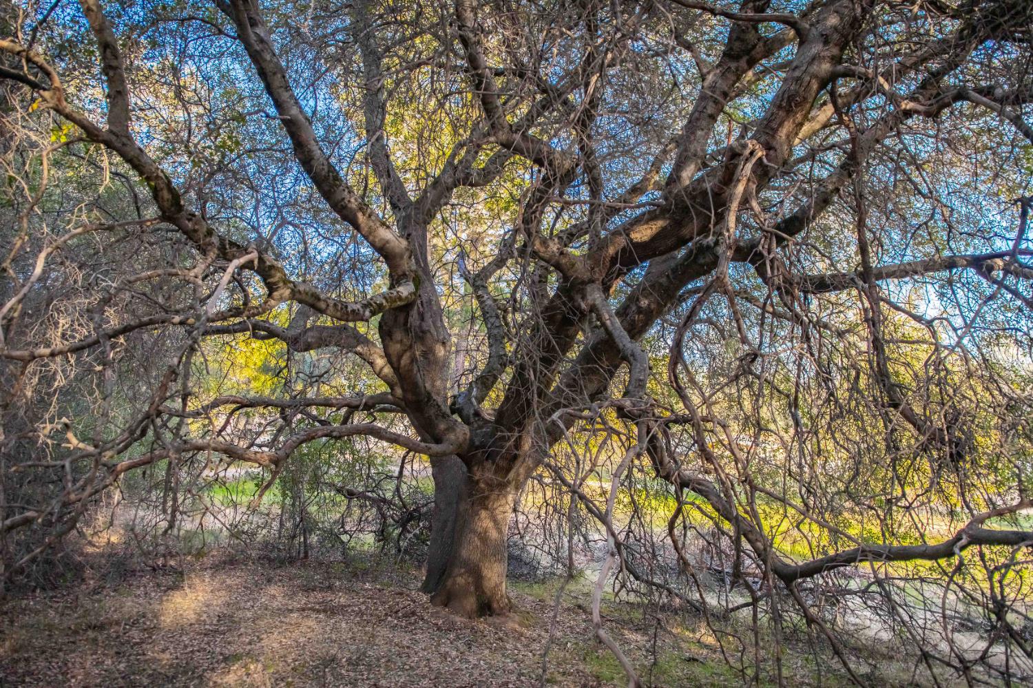 3326 Sand Ridge Road Placerville, CA 95667 - Photo 6 of 6