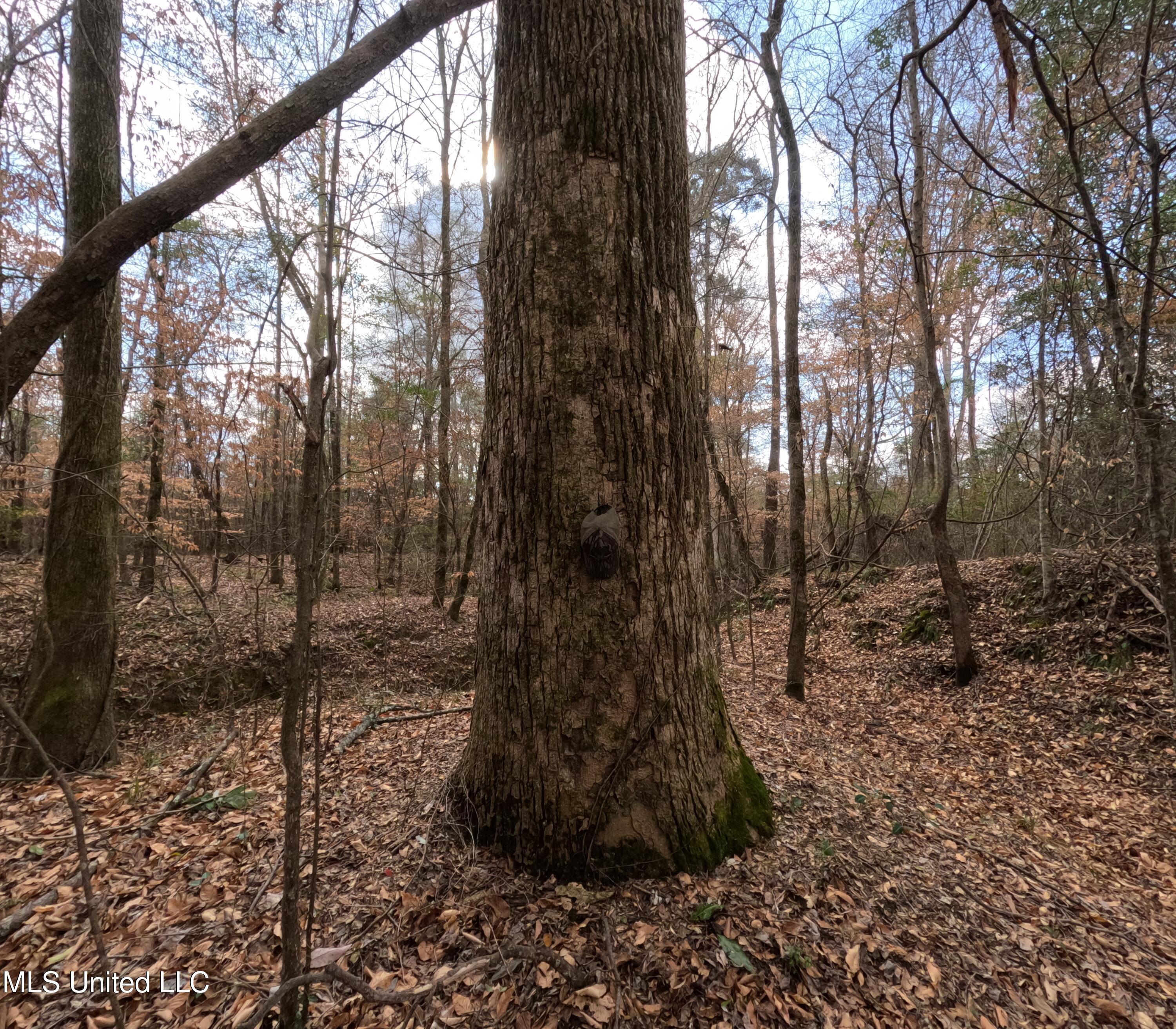 St-john Road Road Braxton, MS 39044 - Photo 14 of 38 GOPR0890