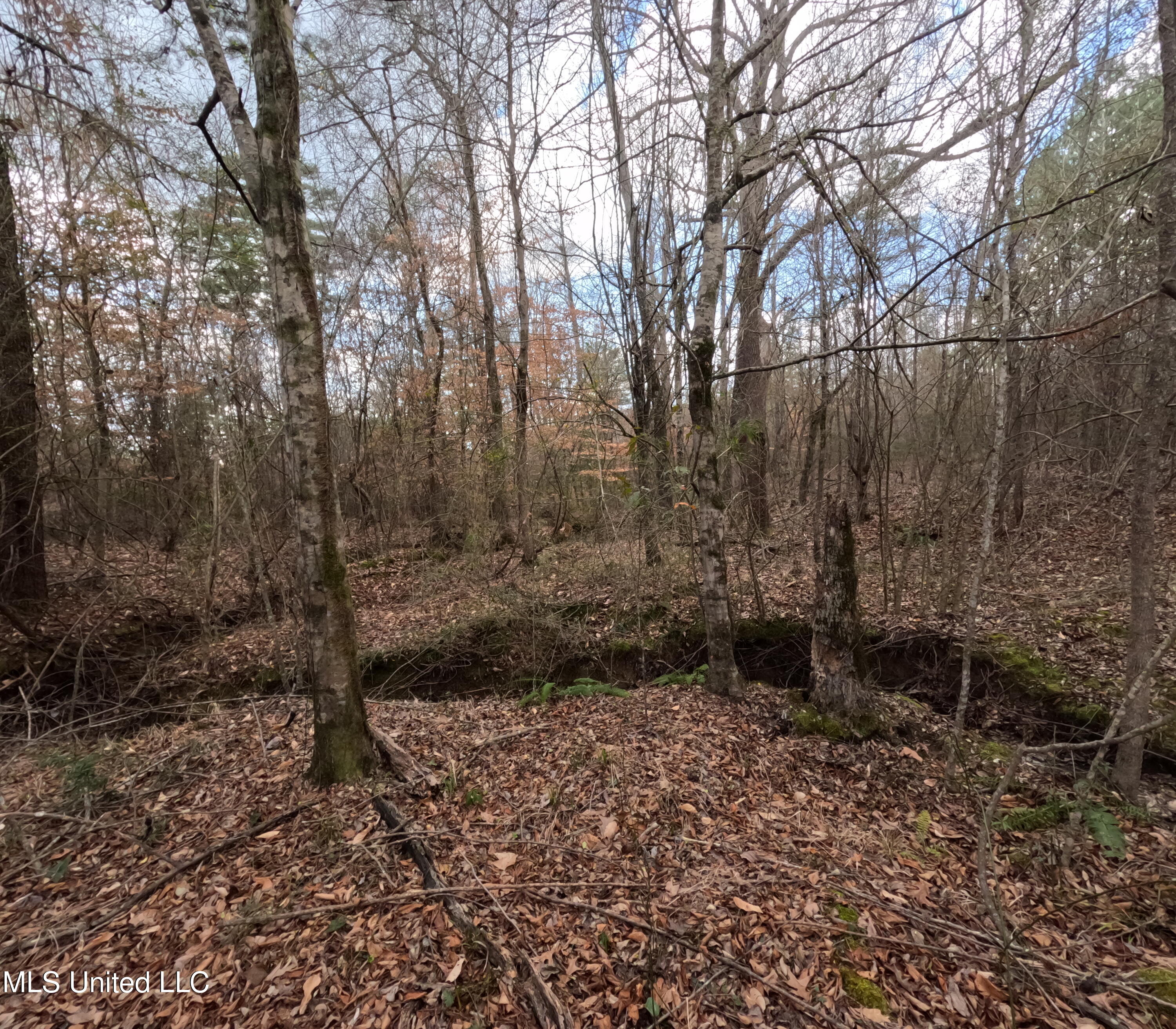 St-john Road Road Braxton, MS 39044 - Photo 7 of 38 GOPR0882
