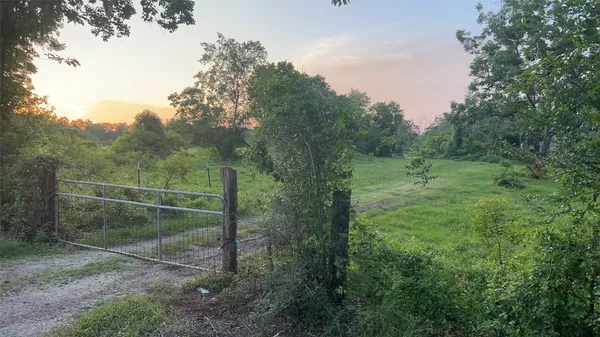 a view of a forest with a tree