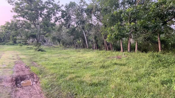 a view of a yard with plants and trees