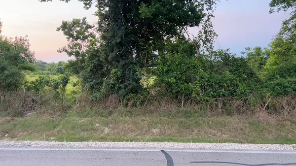 a view of a forest with trees in the background